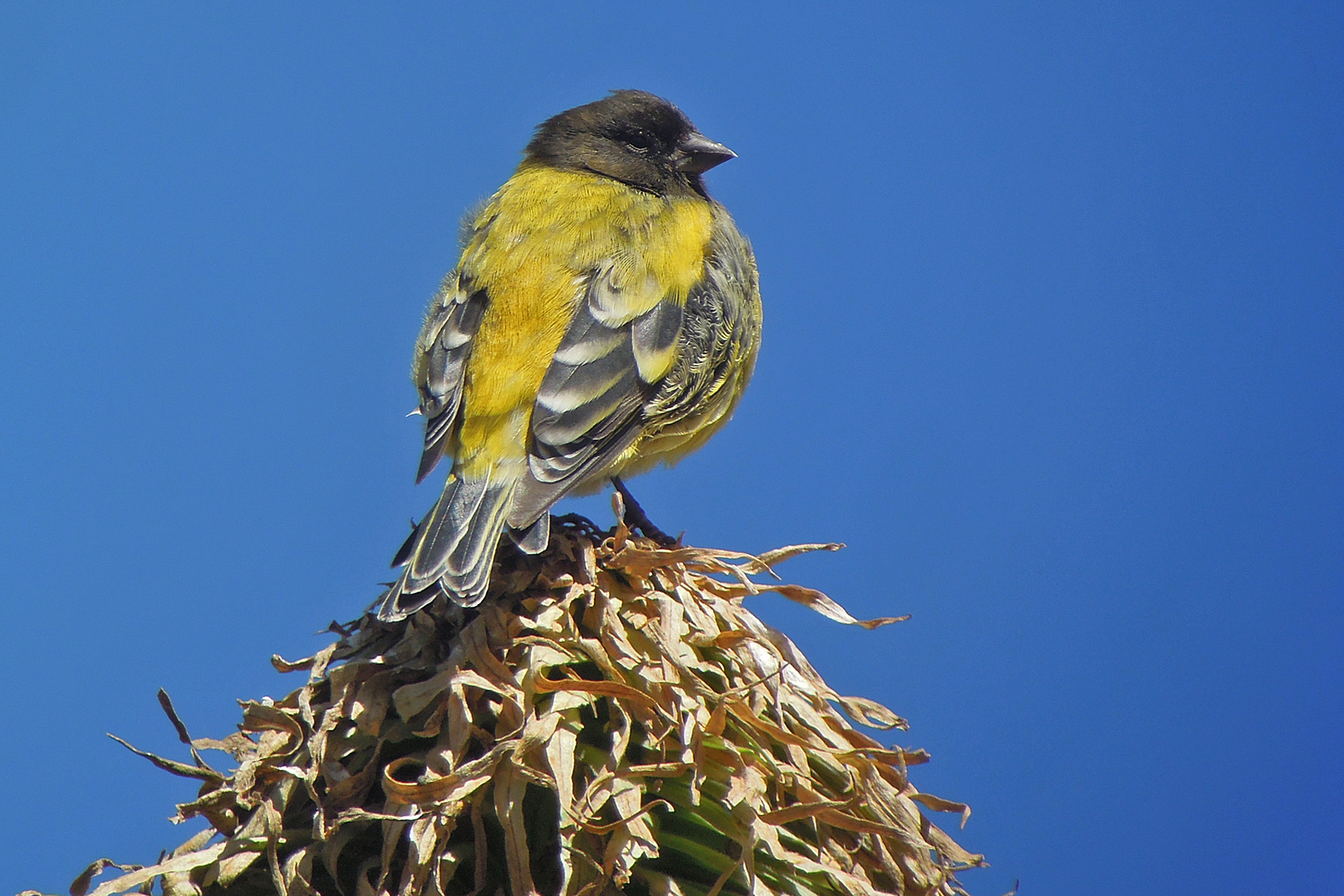 Ethiopian Siskin (image by Nik Borrow)