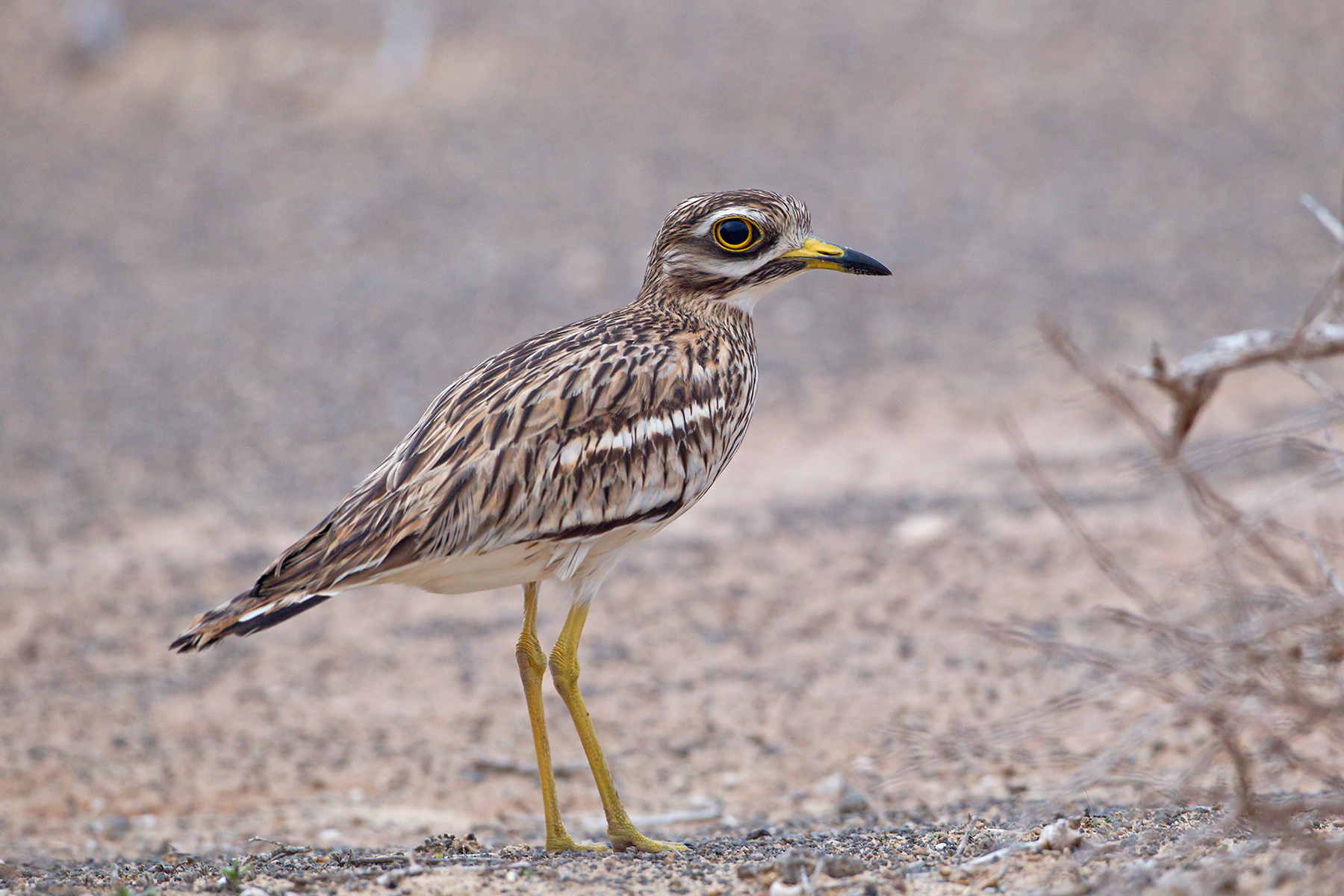 Eurasian Thick-knee in the Canary Islands (image by Mike Watson)
