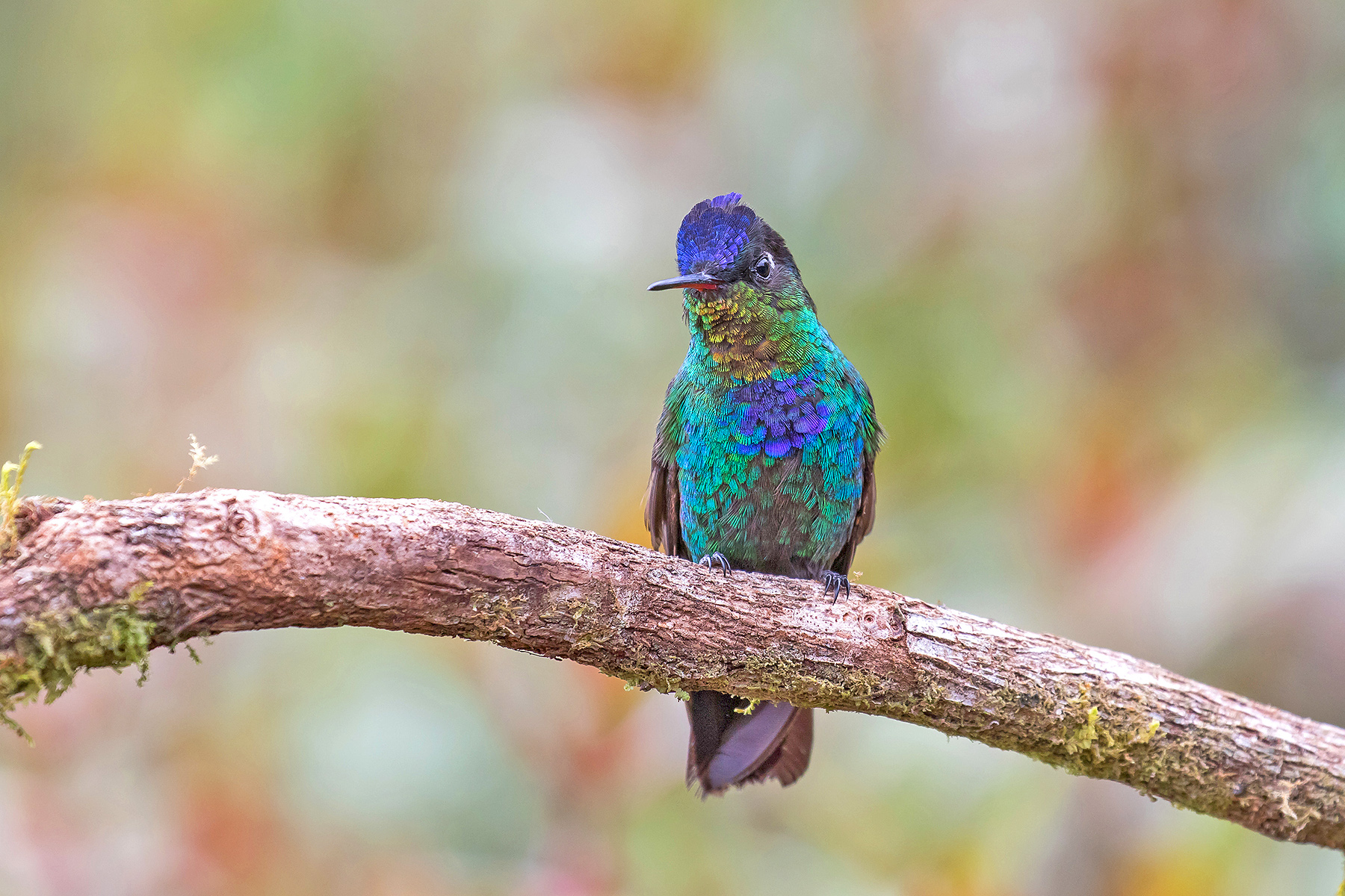 Fiery-throated Hummingbirdon our Costa Rica birding tour (image by Pete Morris)