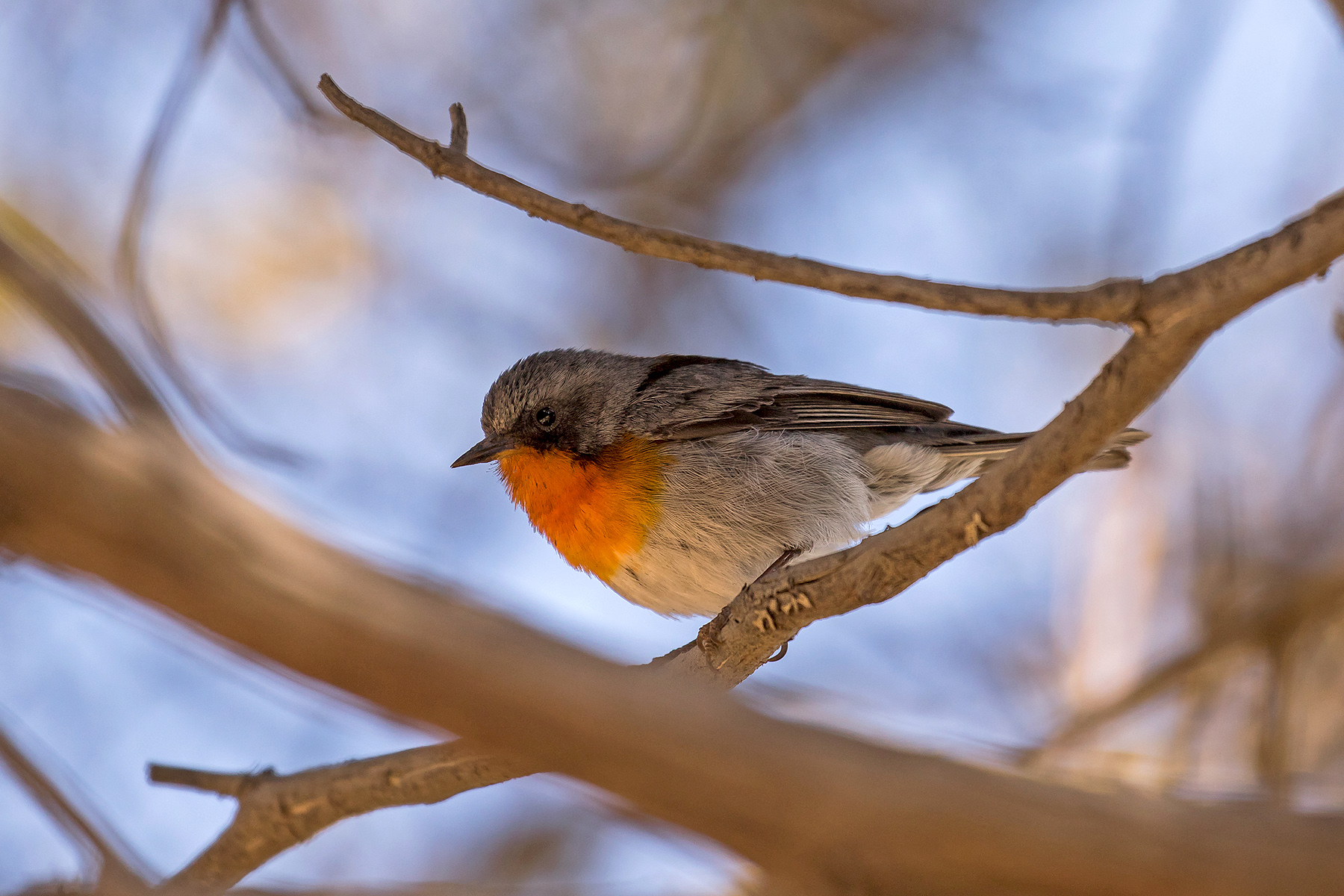 Flame-throated Warbler (image by Pete Morris)
