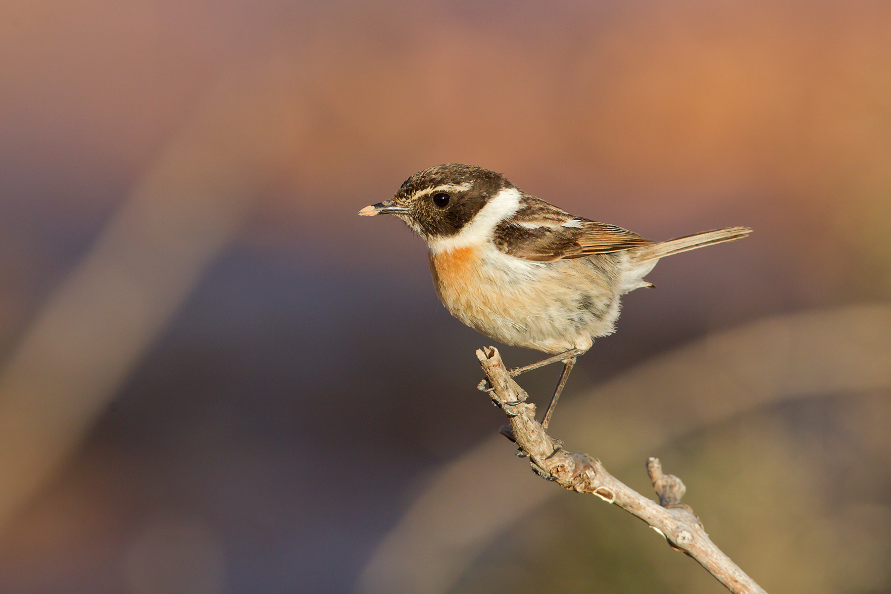 Fuerteventura Chat in the Canary Islands (image by Mike Watson)