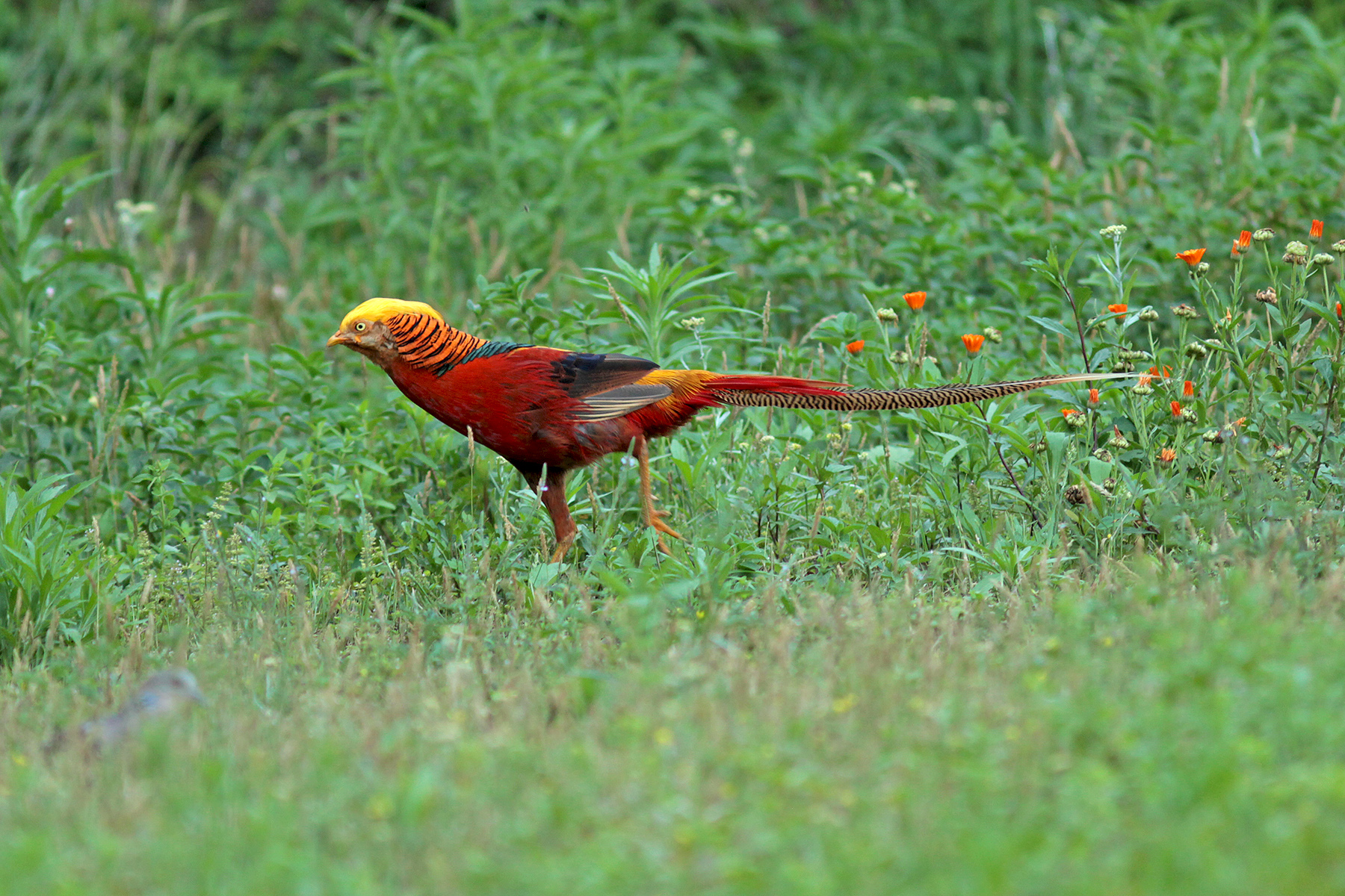 Golden Pheasant in Sichuan, China (image by Pete Morris)
