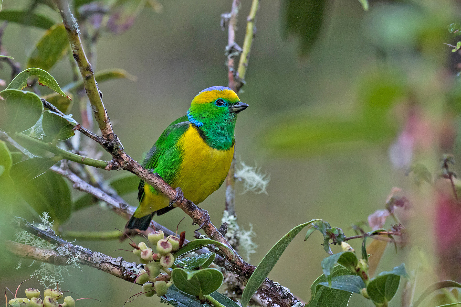 Golden-browed Chlorophonia on our Costa Rica birding tour (image by Pete Morris)