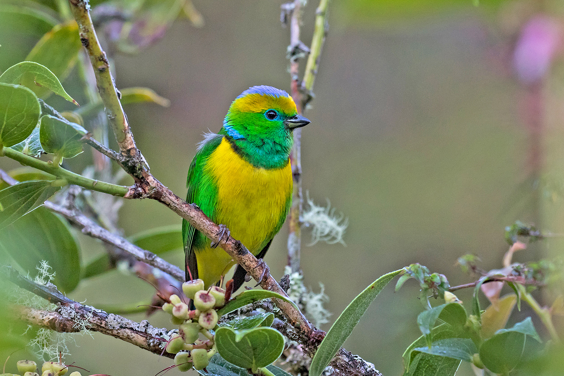 Golden-browed Chlorophonia (image by Pete Morris)
