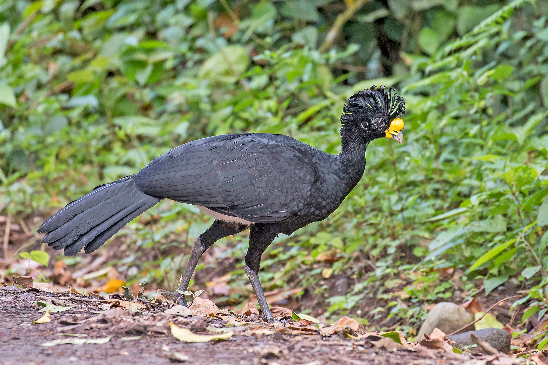 Great Curassow (image by Pete Morris)