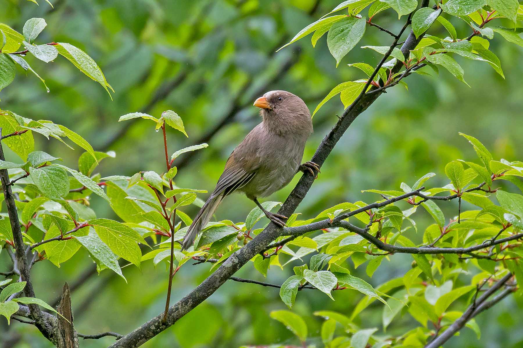 Great Parrotbill (image by Pete Morris)