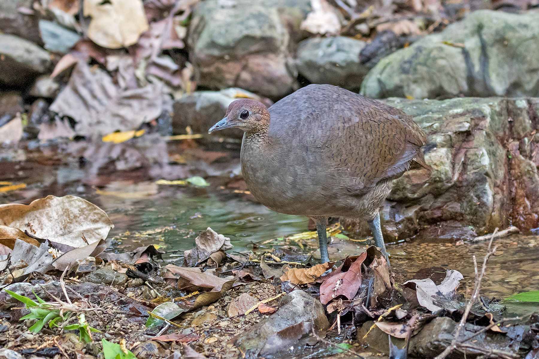 Great Tinamou on our Costa Rica birding tour (image by Pete Morris)