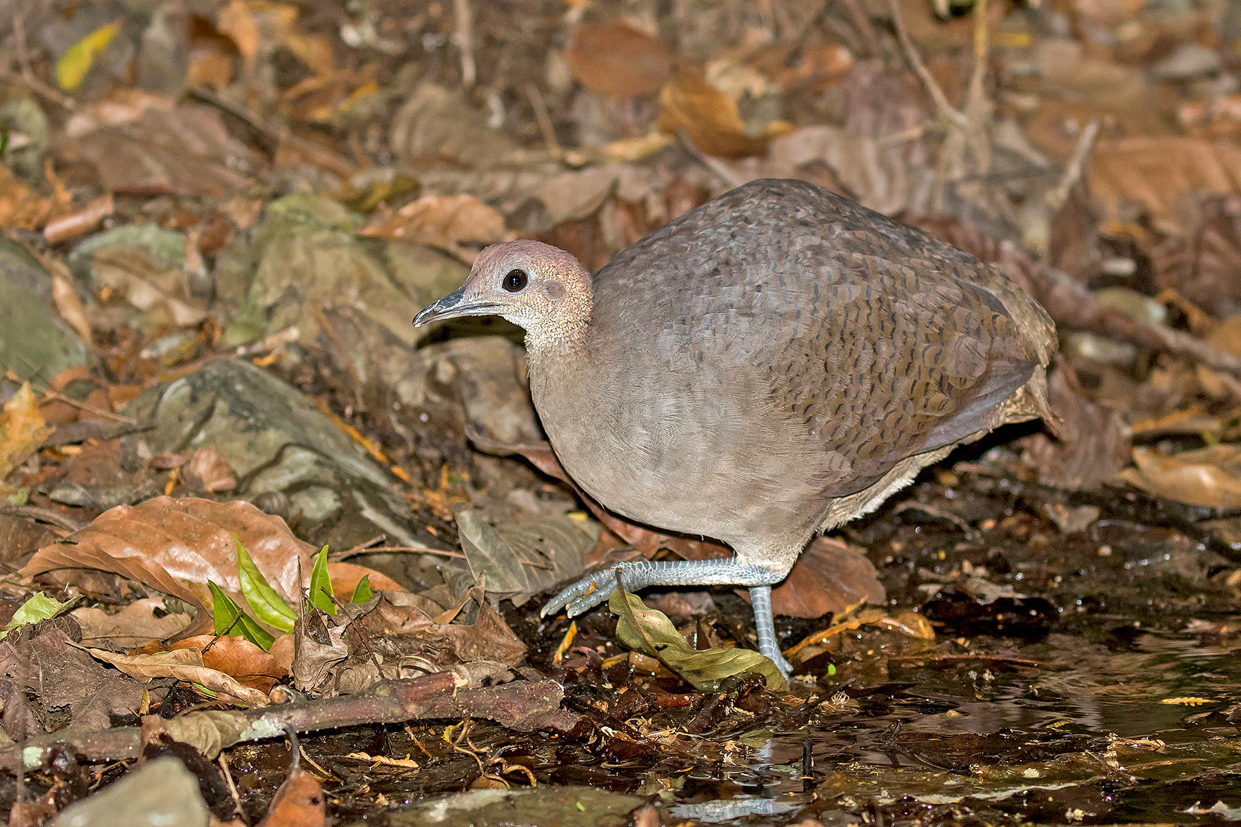 Great Tinamou (image by Pete Morris)