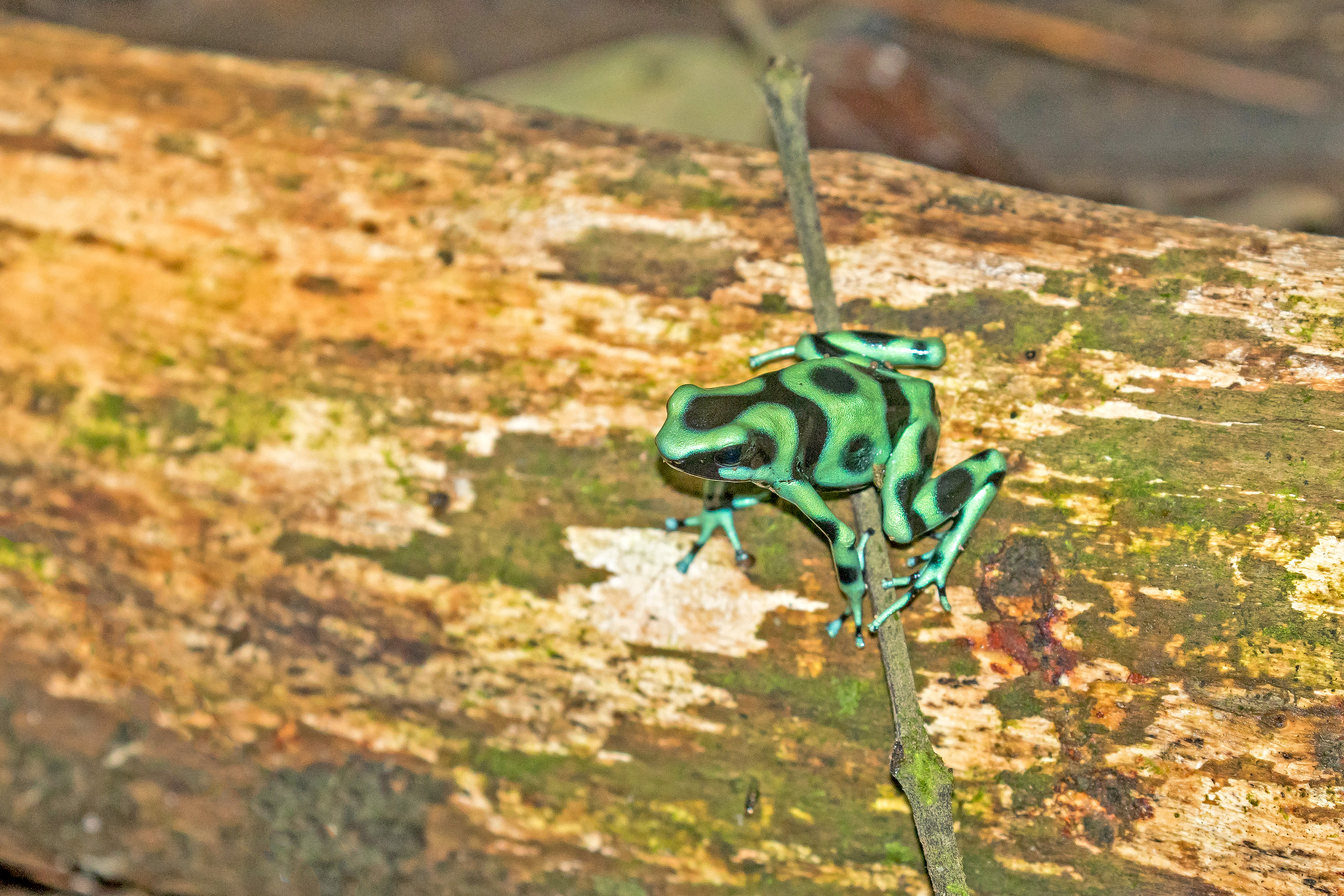 Green-and-black Poison Dart Frog (image by Pete Morris)