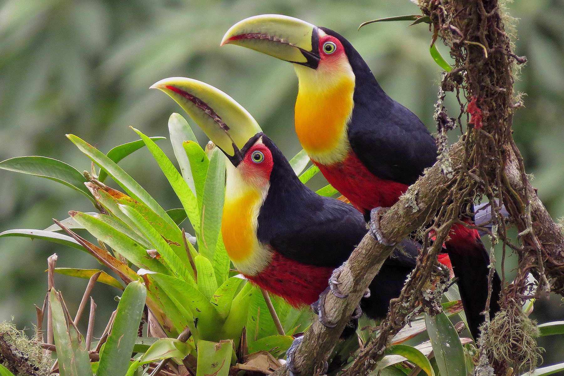 Green-billed Toucans (image by Eduardo Patrial)