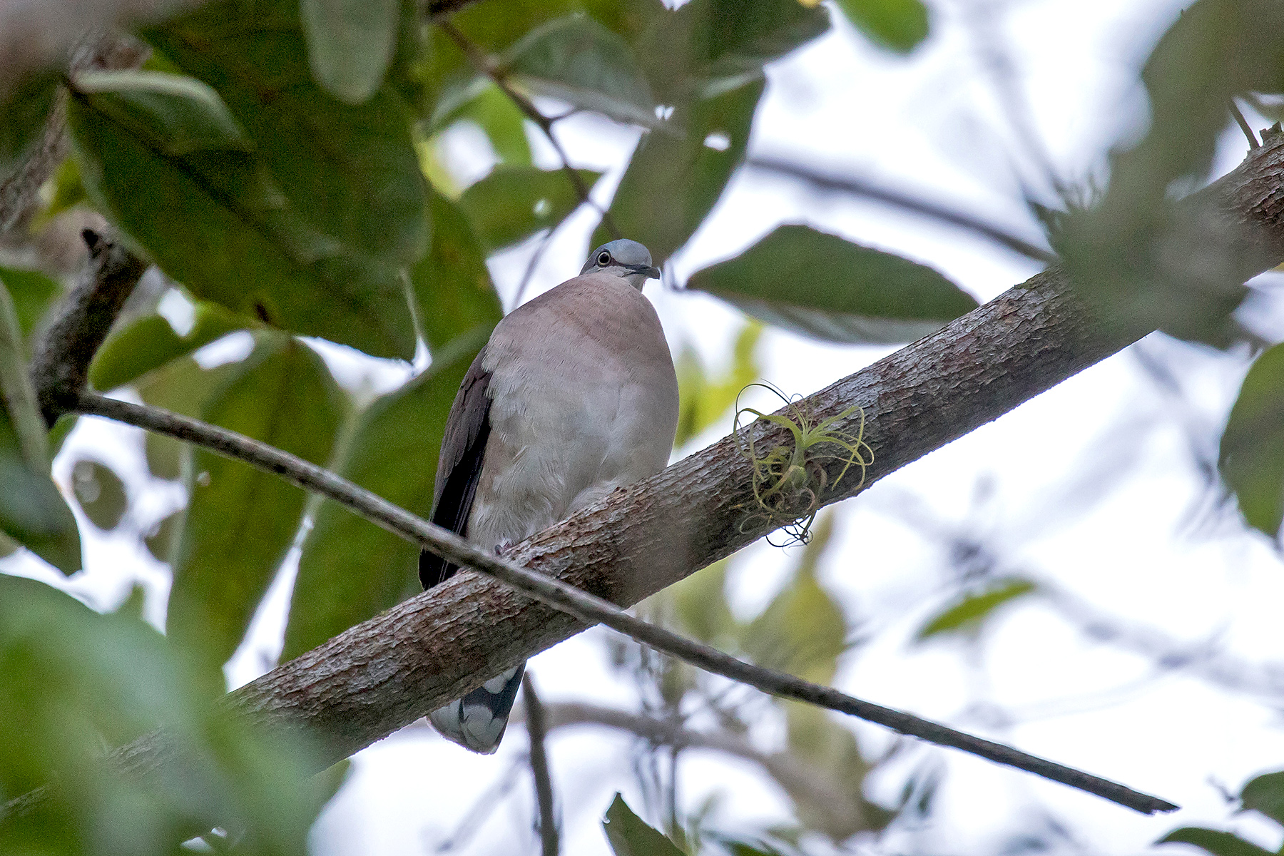 Grey-headed Dove on our Costa Rica birding tour (image by Pete Morris)