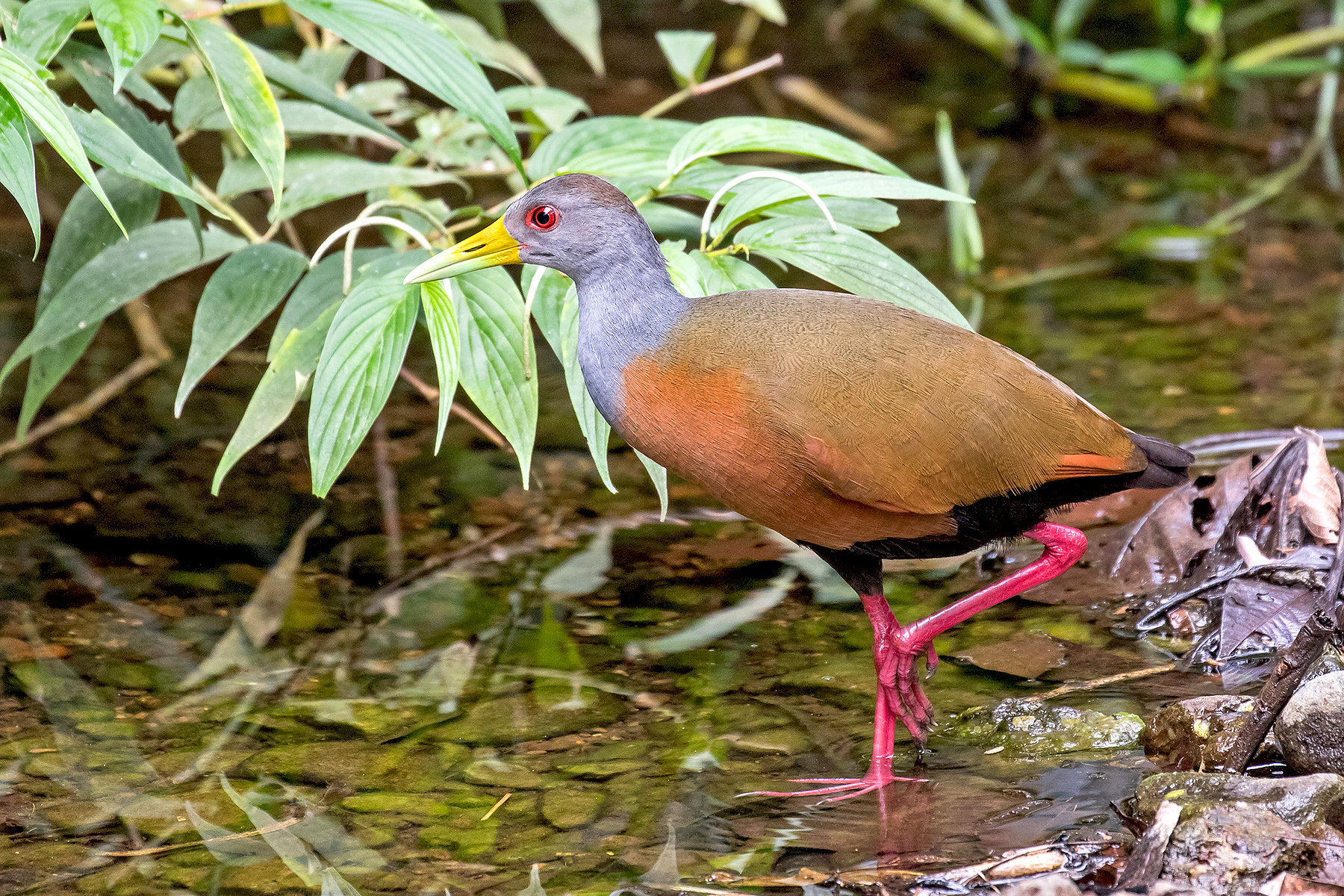 Grey-necked Wood Rail (image by Pete Morris)