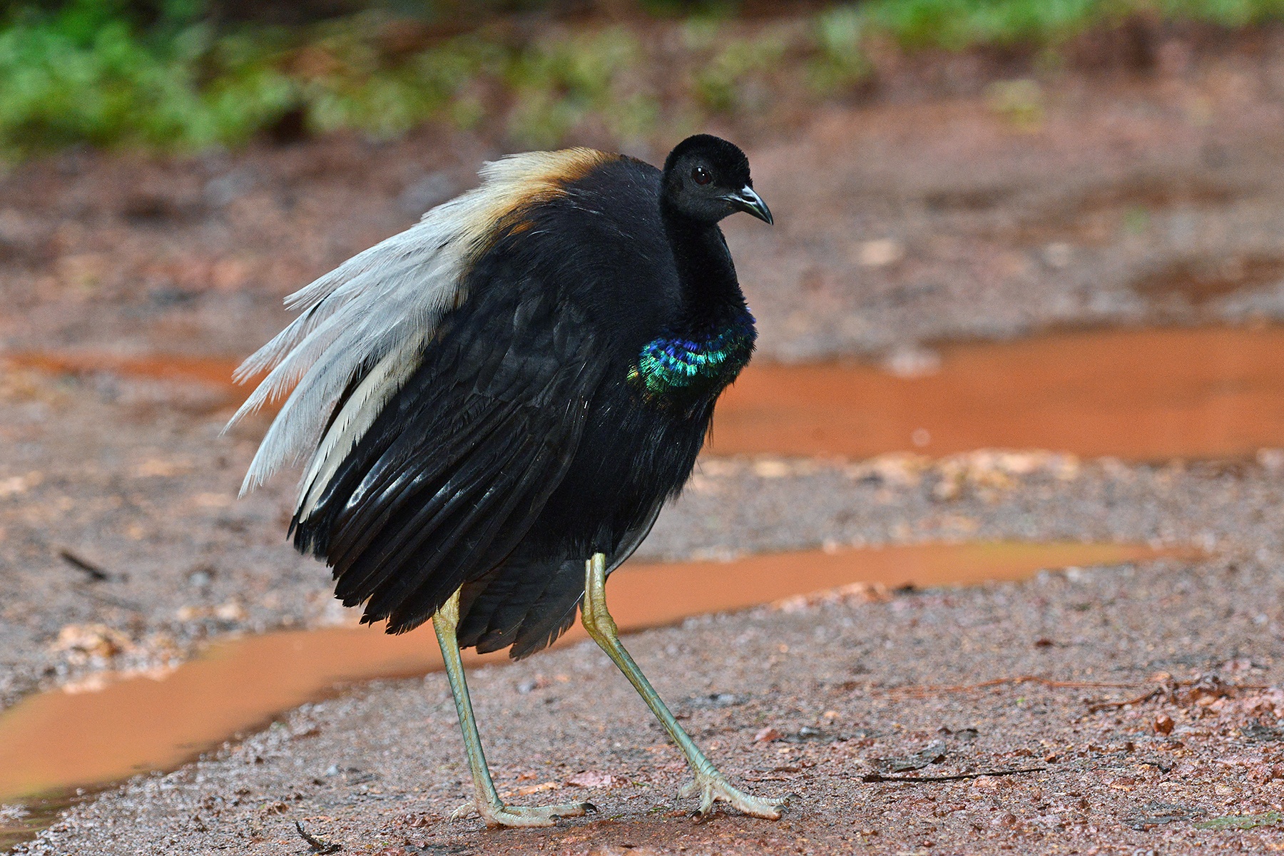 Grey-winged Trumpeter in Suriname (image by Dani López-Velasco)