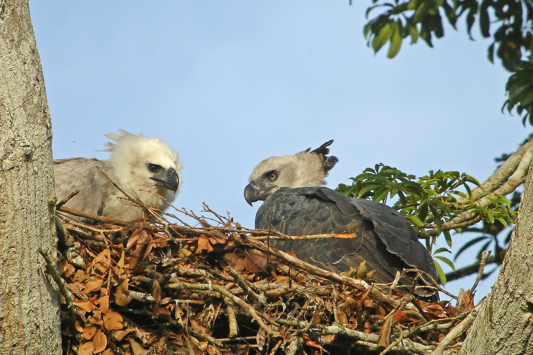 Harpy Eagle with young in Venezuela (image by Pete Morris)