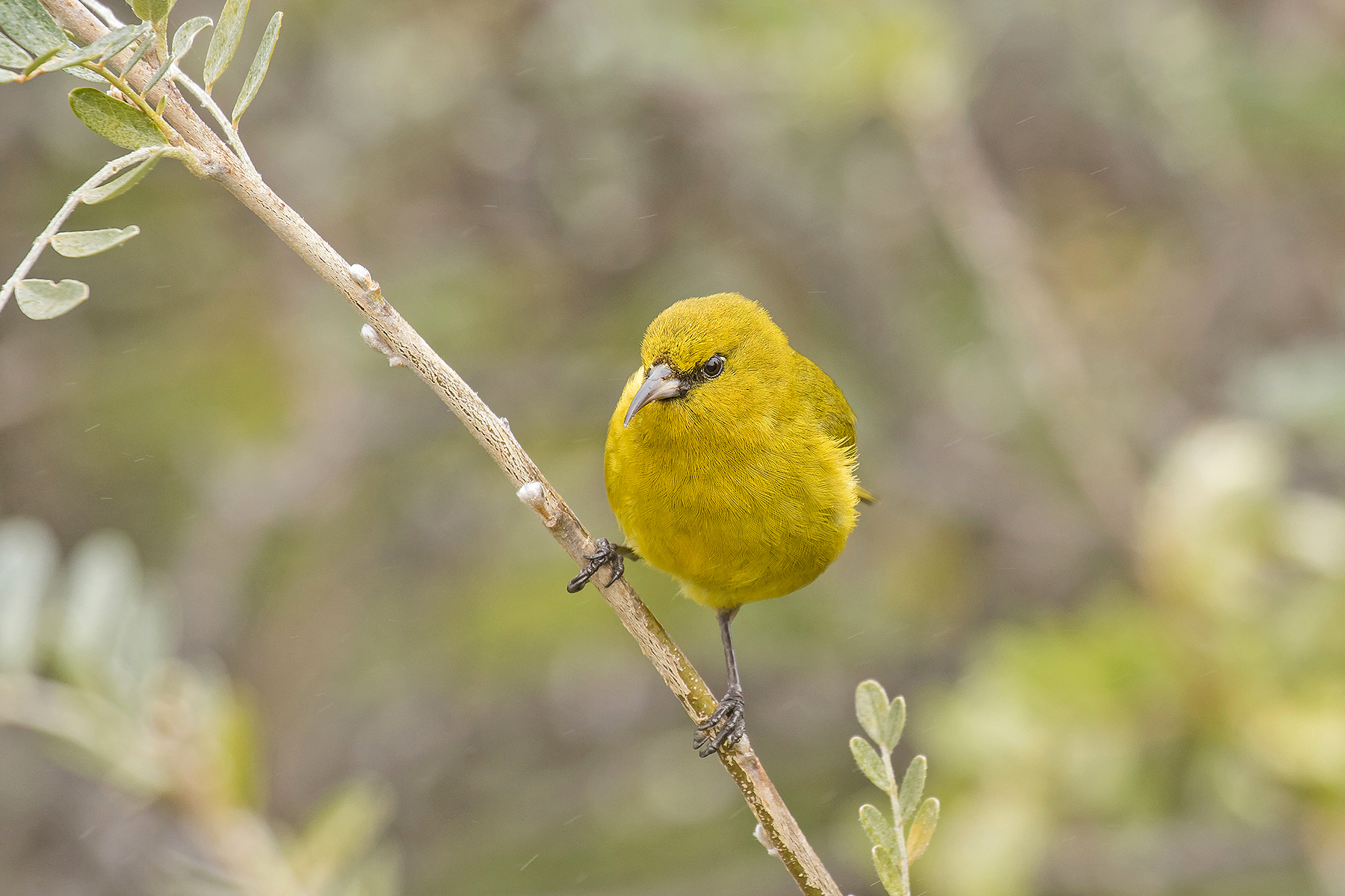 Hawaii Amakihi on our Hawaii birding tour (image by Pete Morris)