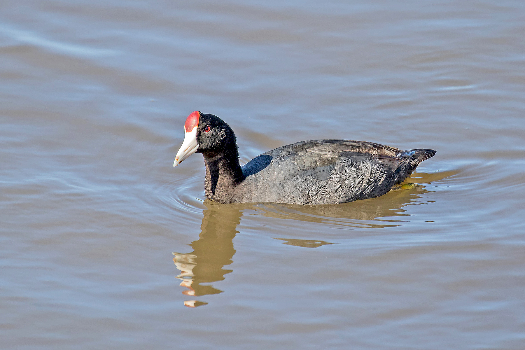 Hawaiian Coot on our Hawaii birding tour (image by Pete Morris)