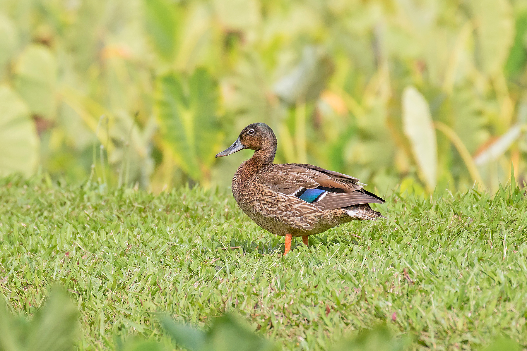 Hawaiian Duck on our Hawaii birding tour(image by Pete Morris)