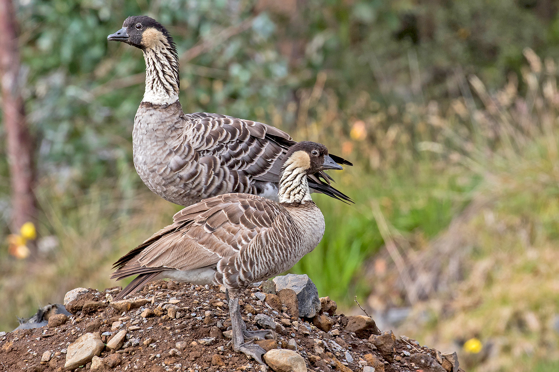 Hawaiian Geese on our Hawaii birding tour (image by Pete Morris)