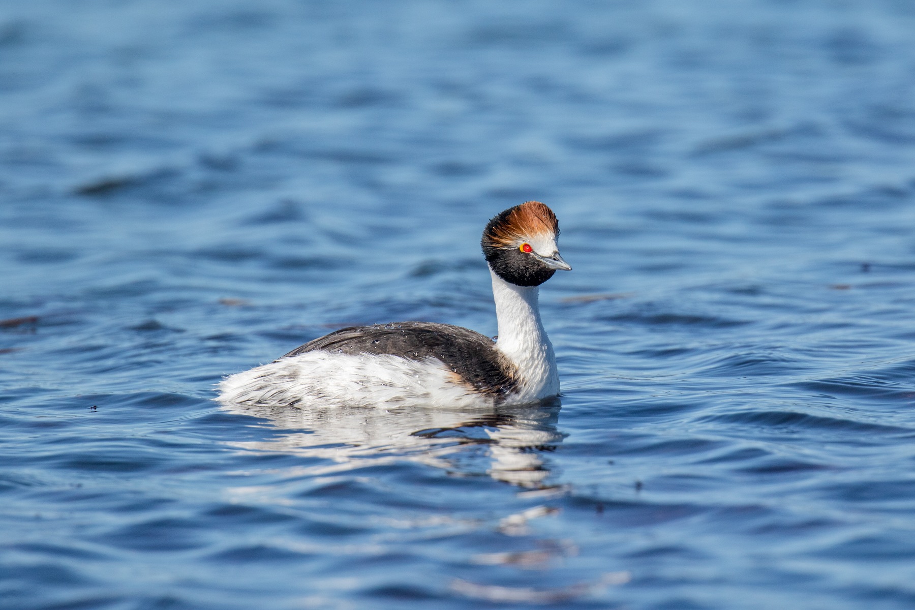 Hooded Grebe, the 'grailbird' for birders visiting southern Argentina, on a Birdquest birding tour (image by Dani López-Velasco)