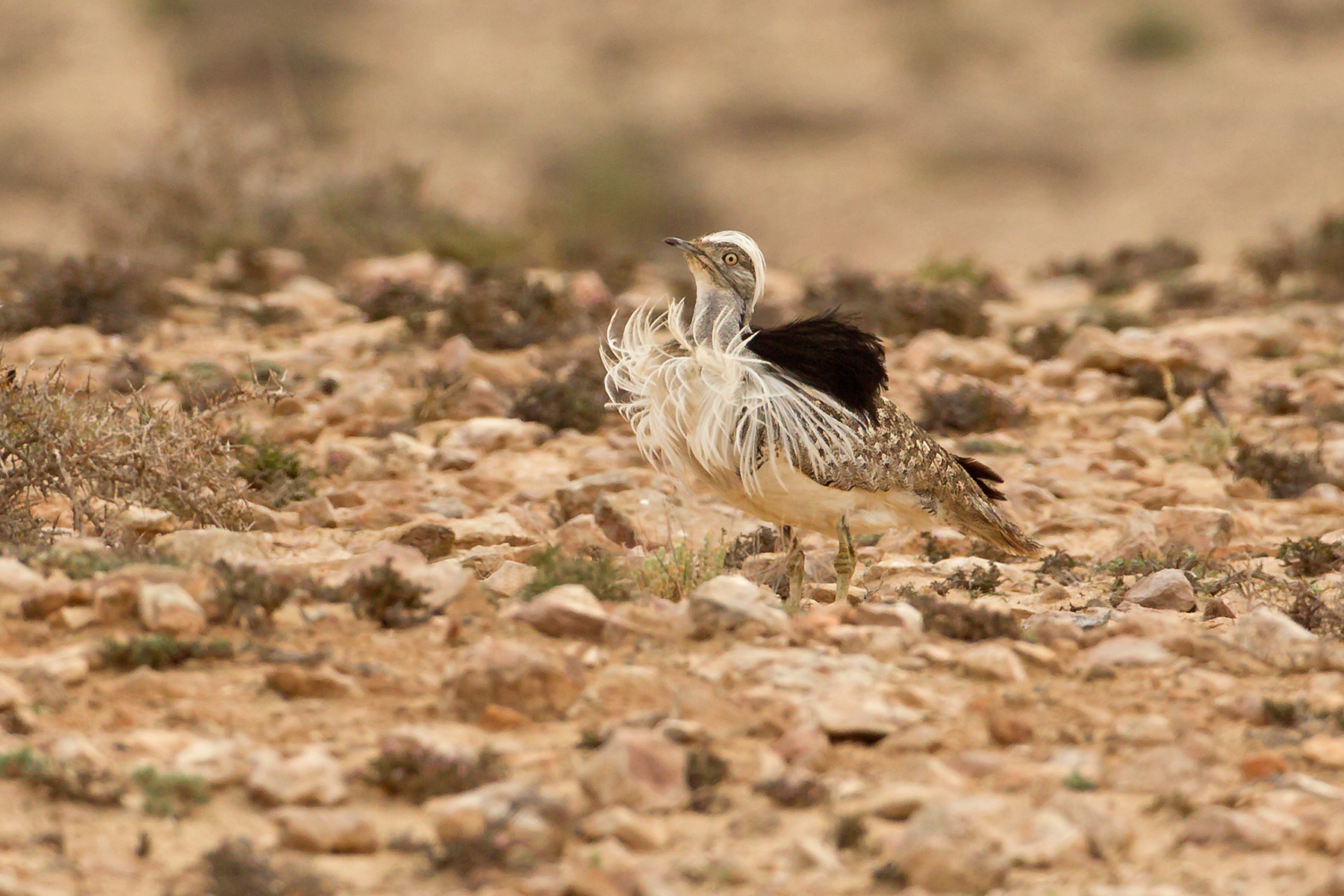 Houbara Bustard in the Canary Islands (image by Mike Watson)