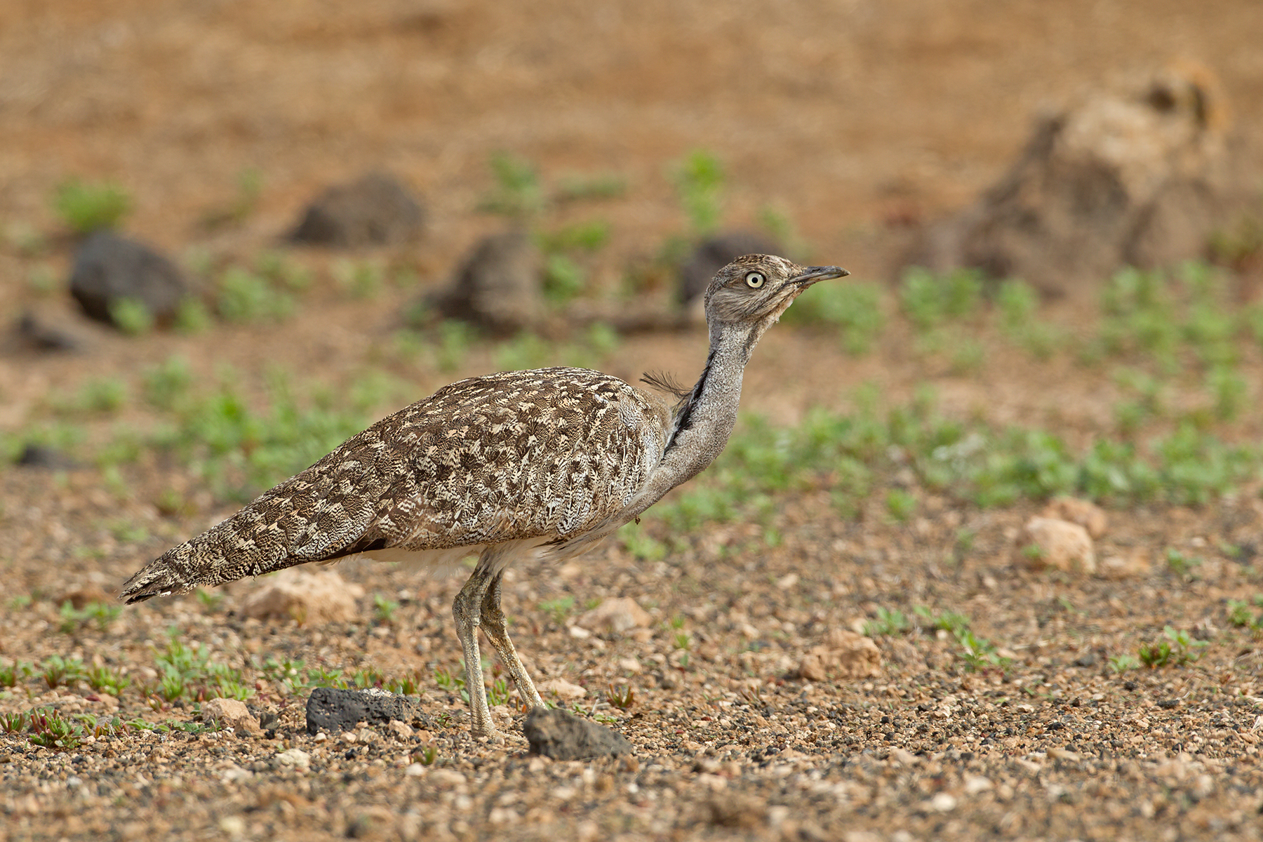 Houbara Bustard in the Canary Islands (image by Mike Watson)
