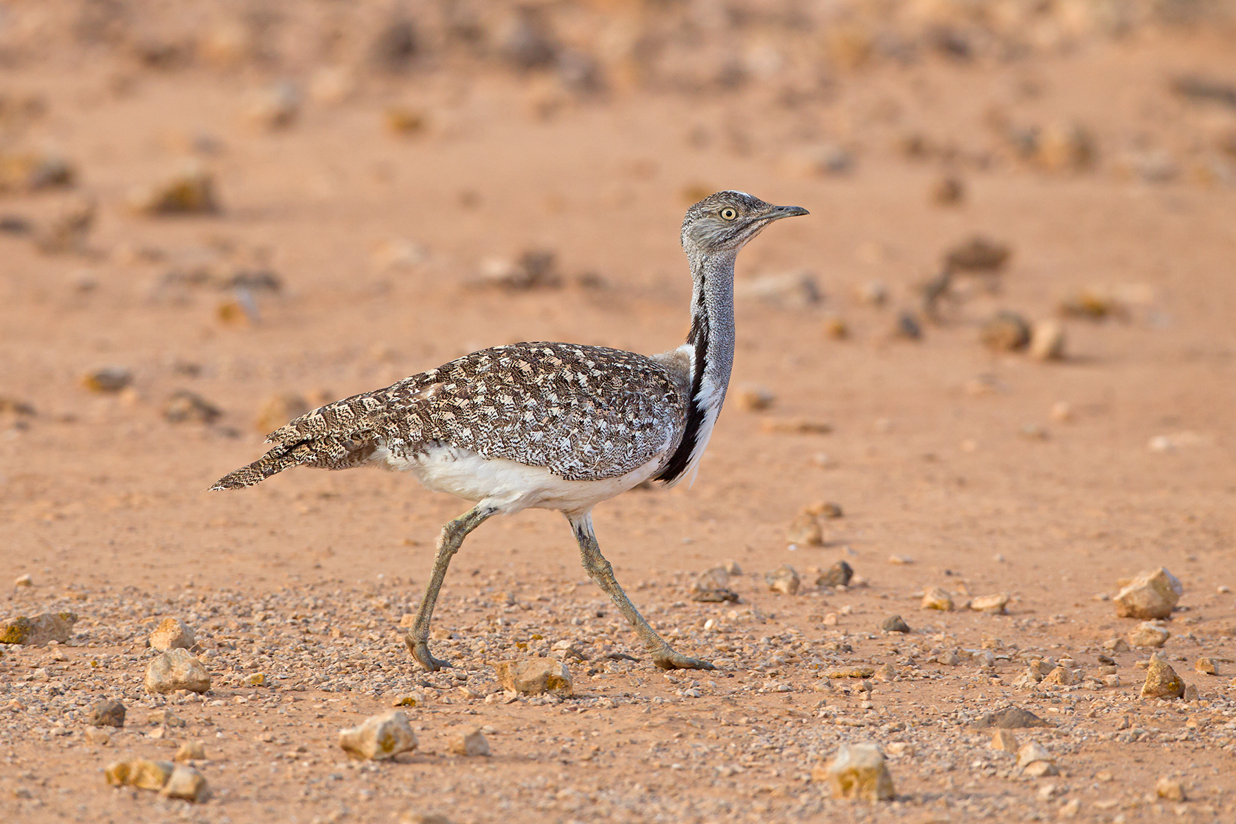 Houbara Fuerteventura in the Canary Islands (image by Mike Watson)