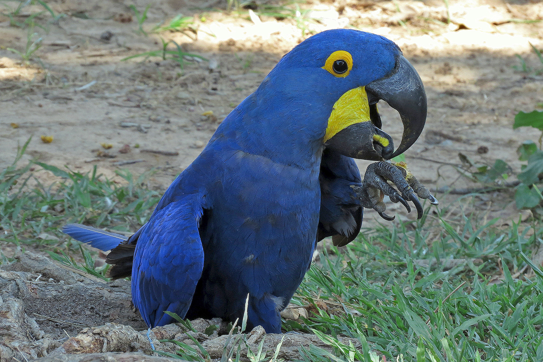 Pantanal Interior Brazil Birding Tours Alta Floresta Birdquest