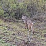 IBERIAN LYNX & BIRDS OF SOUTHERN SPAIN TOUR REPORT 2022