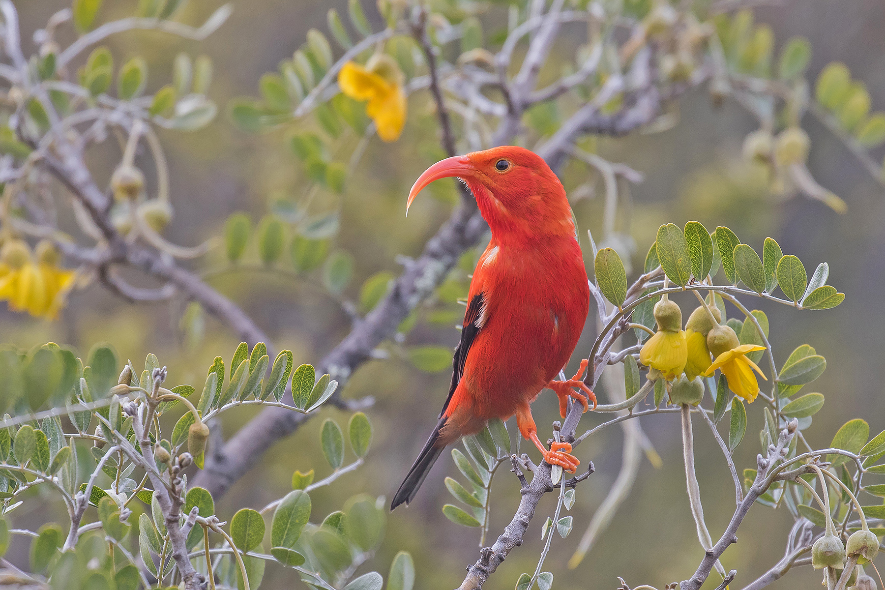 Iiwi on our Hawaii birding tour (image by Pete Morris)