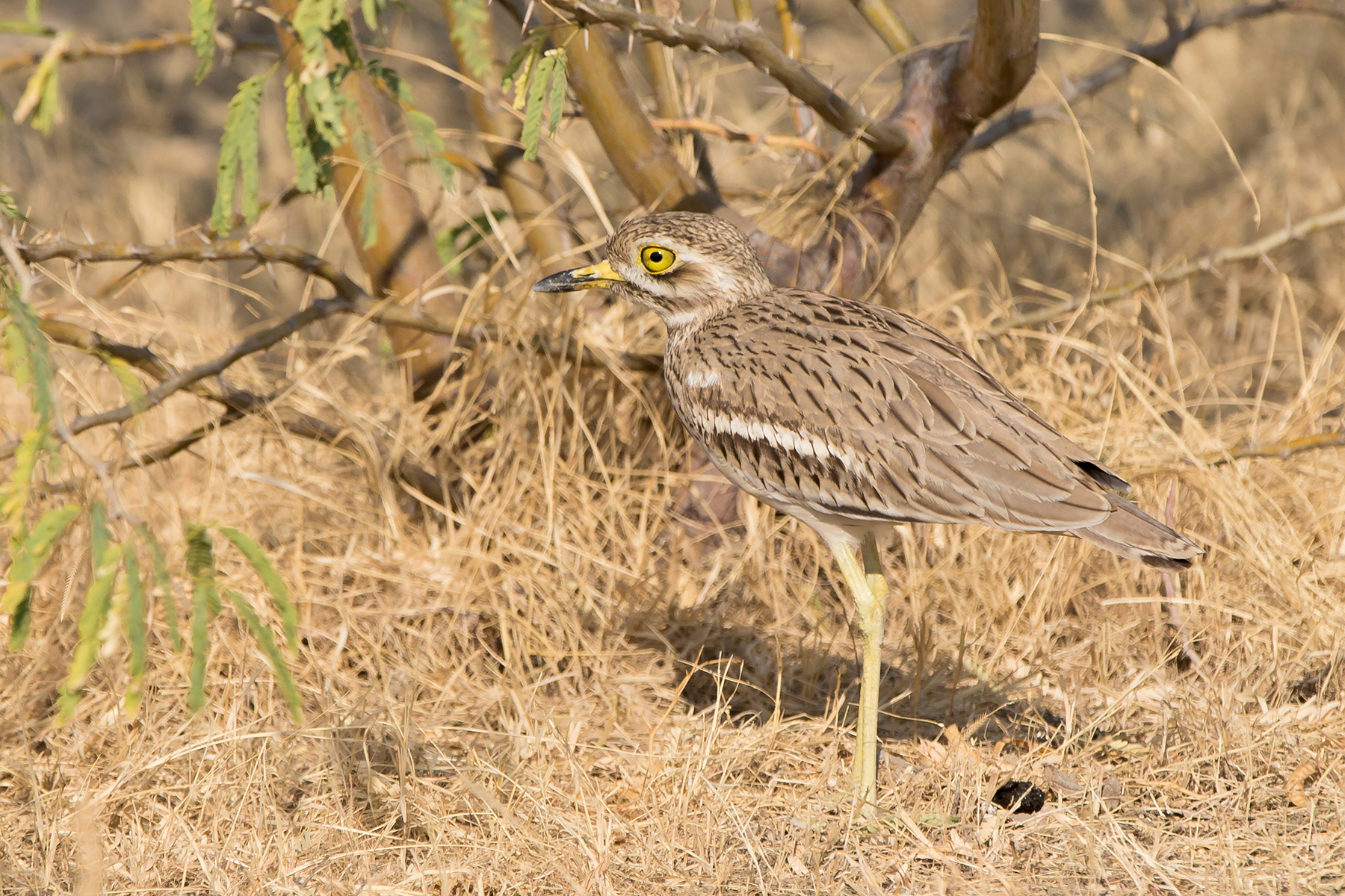 Western India Birding Tours - Rajasthan - Punjab - Gujarat - Birdquest
