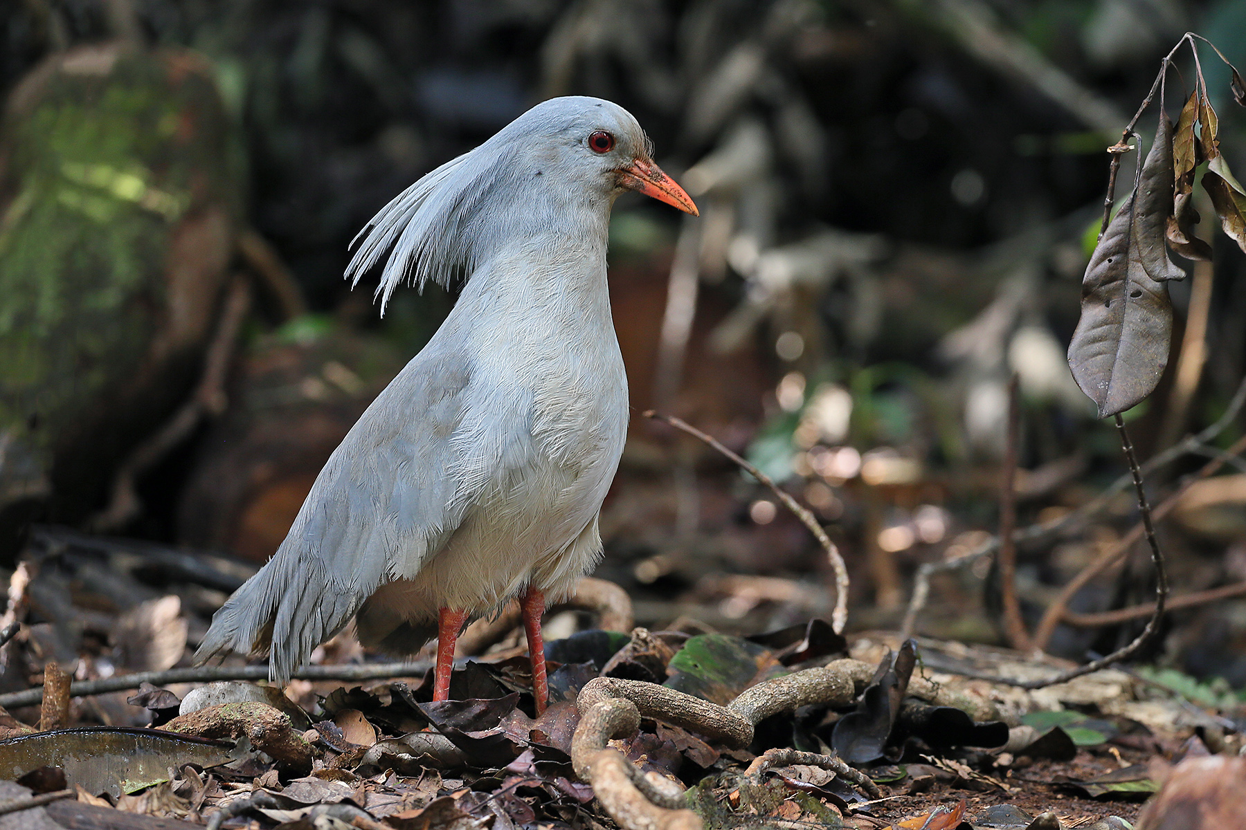 New Caledonia Birding Tours Fiji Vanuatu Samoa Birdquest New Caledonia Birding Tours Fiji Vanuatu Samoa Birdquest