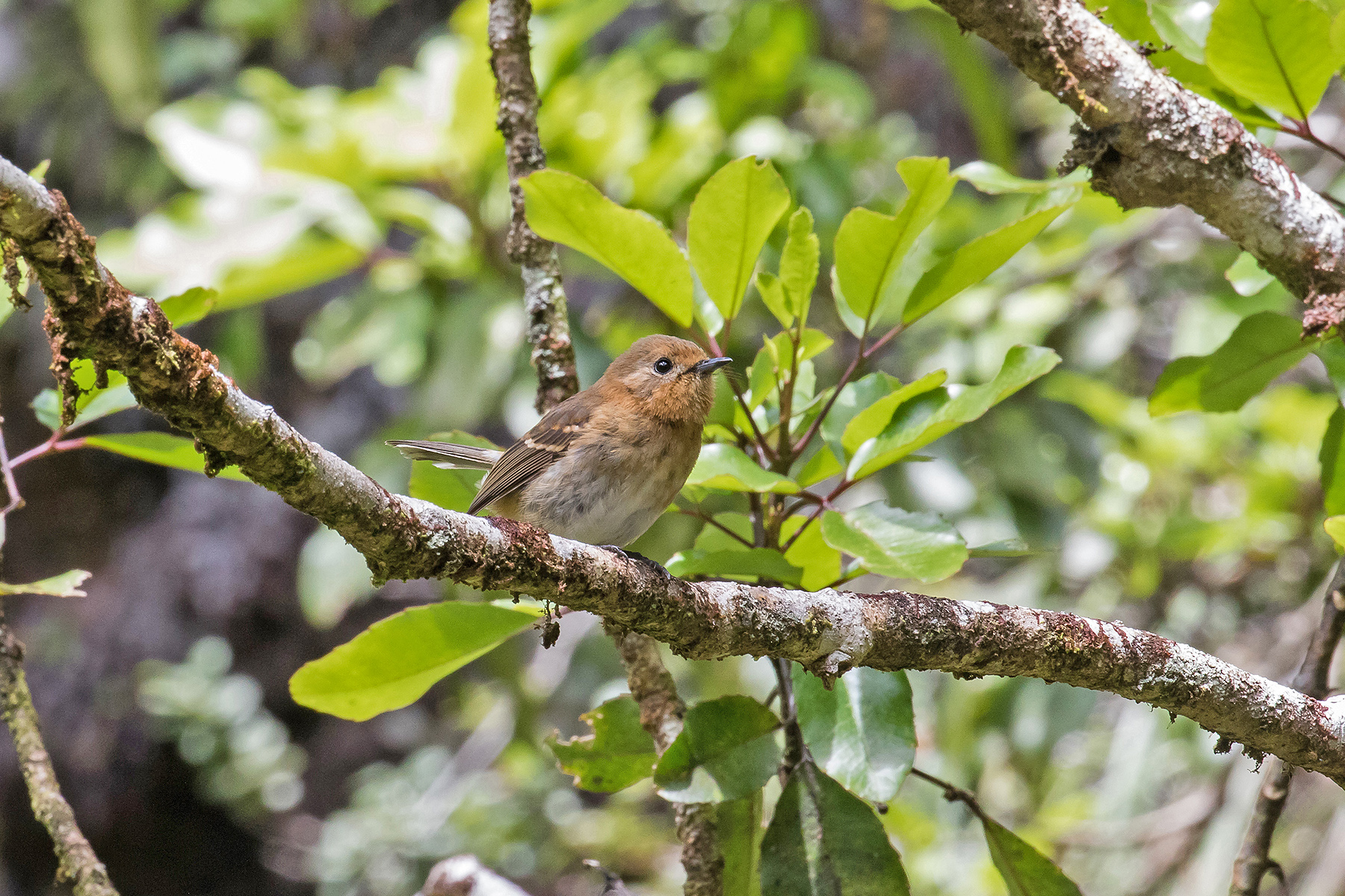 Kauai Elepaio on our Hawaii birding tour (image by Pete Morris)