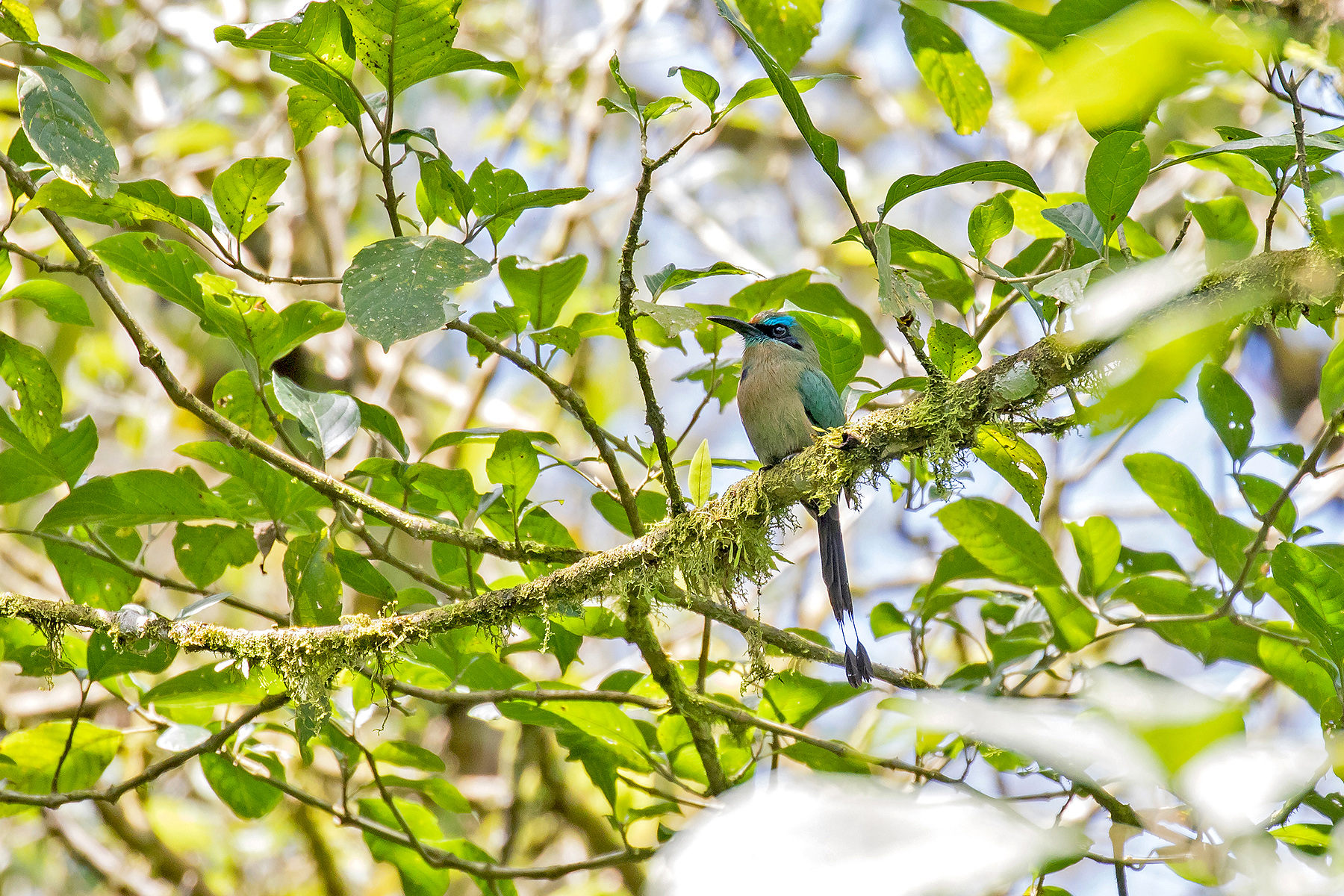 Keel-billed Motmot on our Costa Rica birding tour (image by Pete Morris)