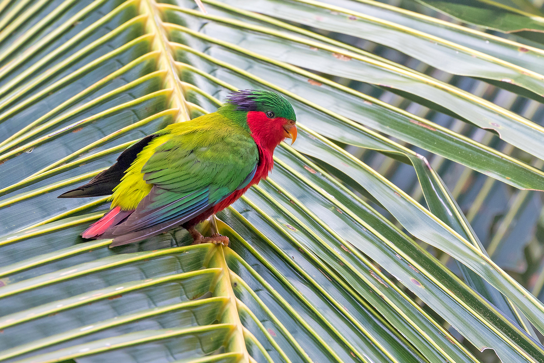 Kuhl's Lorikeet in the Cook Islands (image by Pete Morris)
