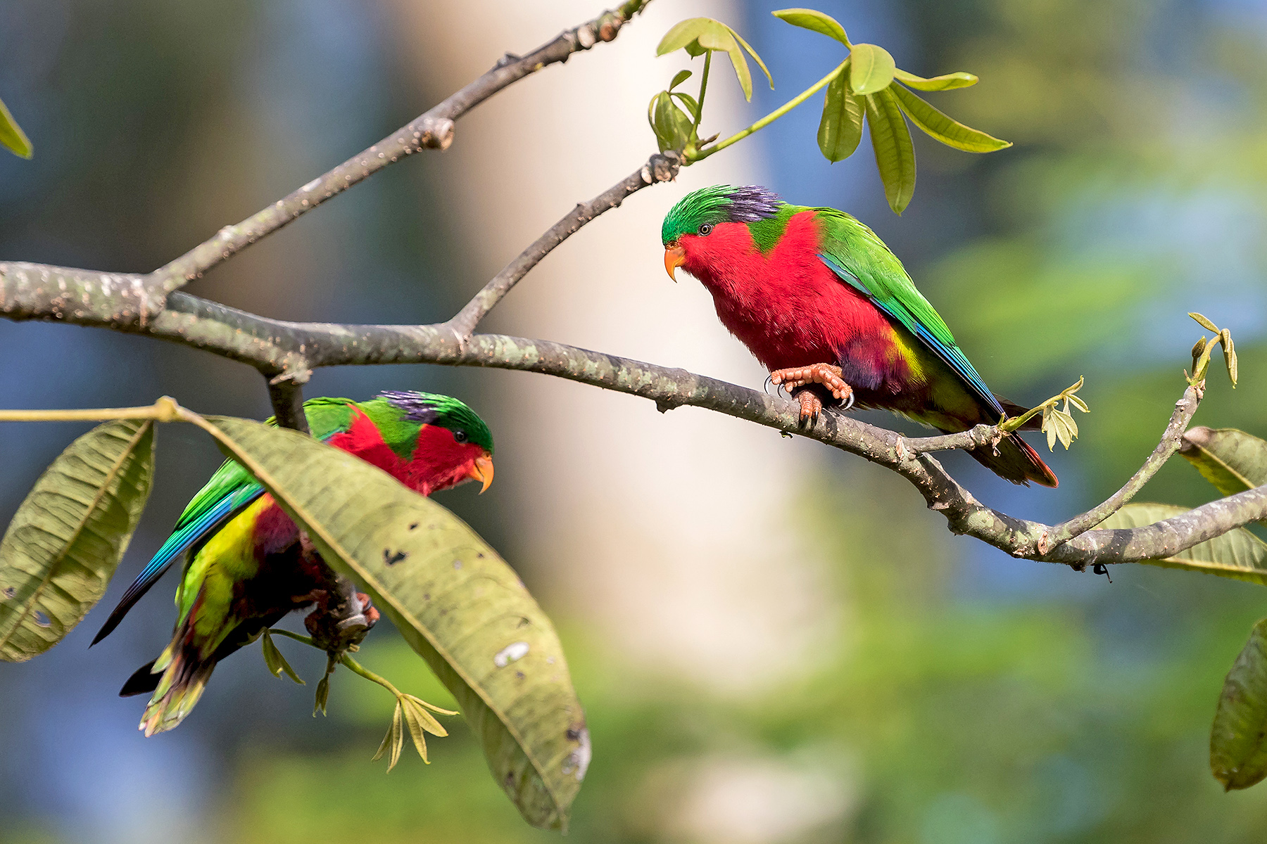 Kuhl's Lorikeets in the Cook Islands (image by Pete Morris)