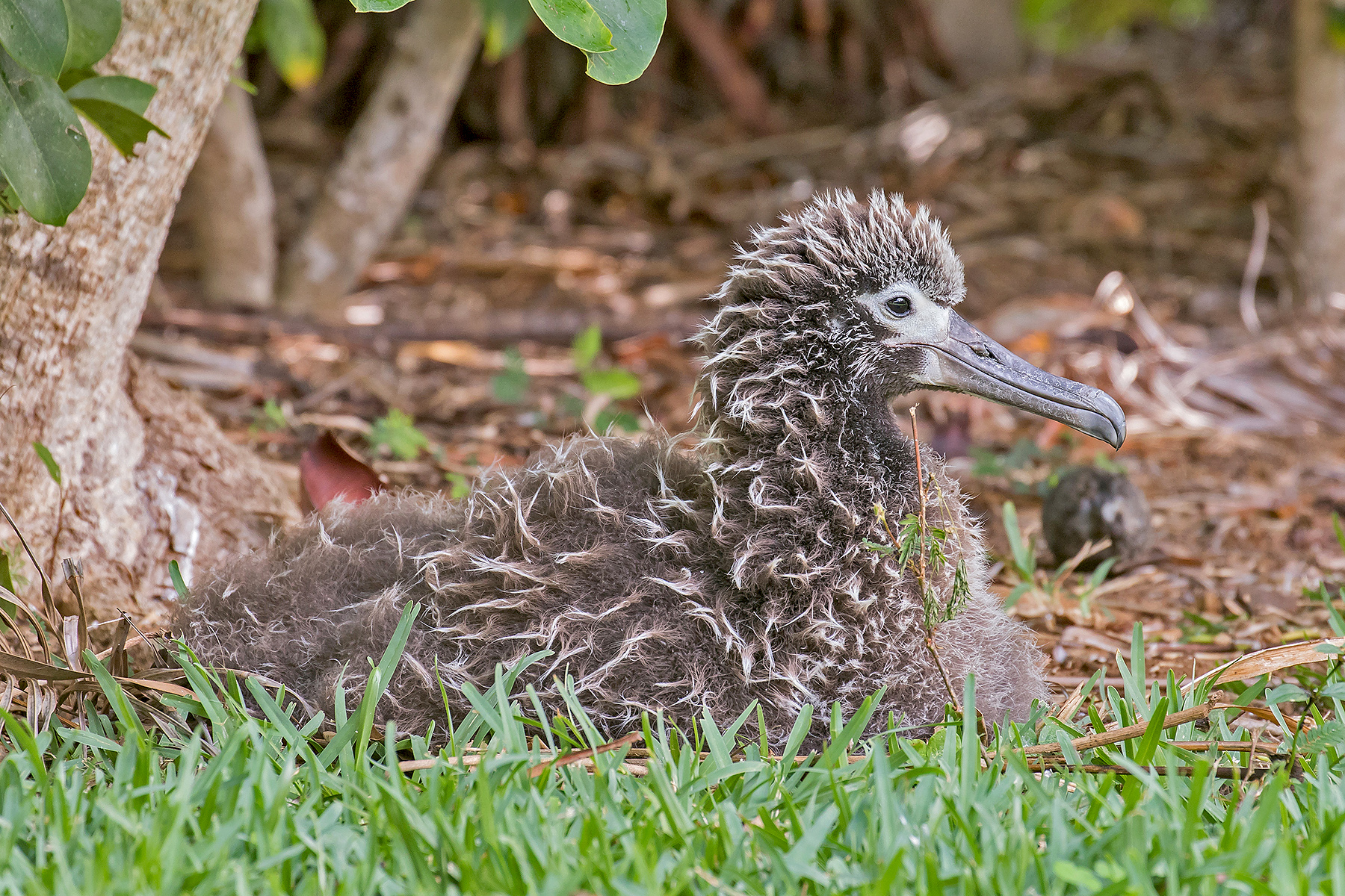 Laysan Albatross chick on our Hawaii birding tour (image by Pete Morris)