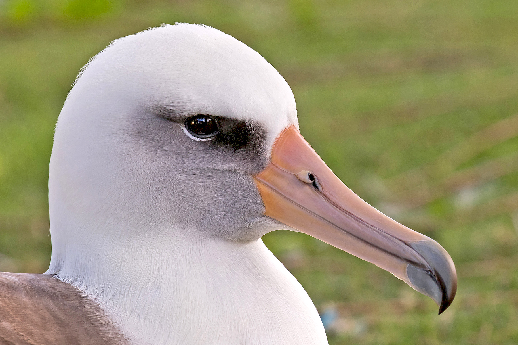 Laysan Albatross on our Hawaii birding tour (image by Pete Morris)