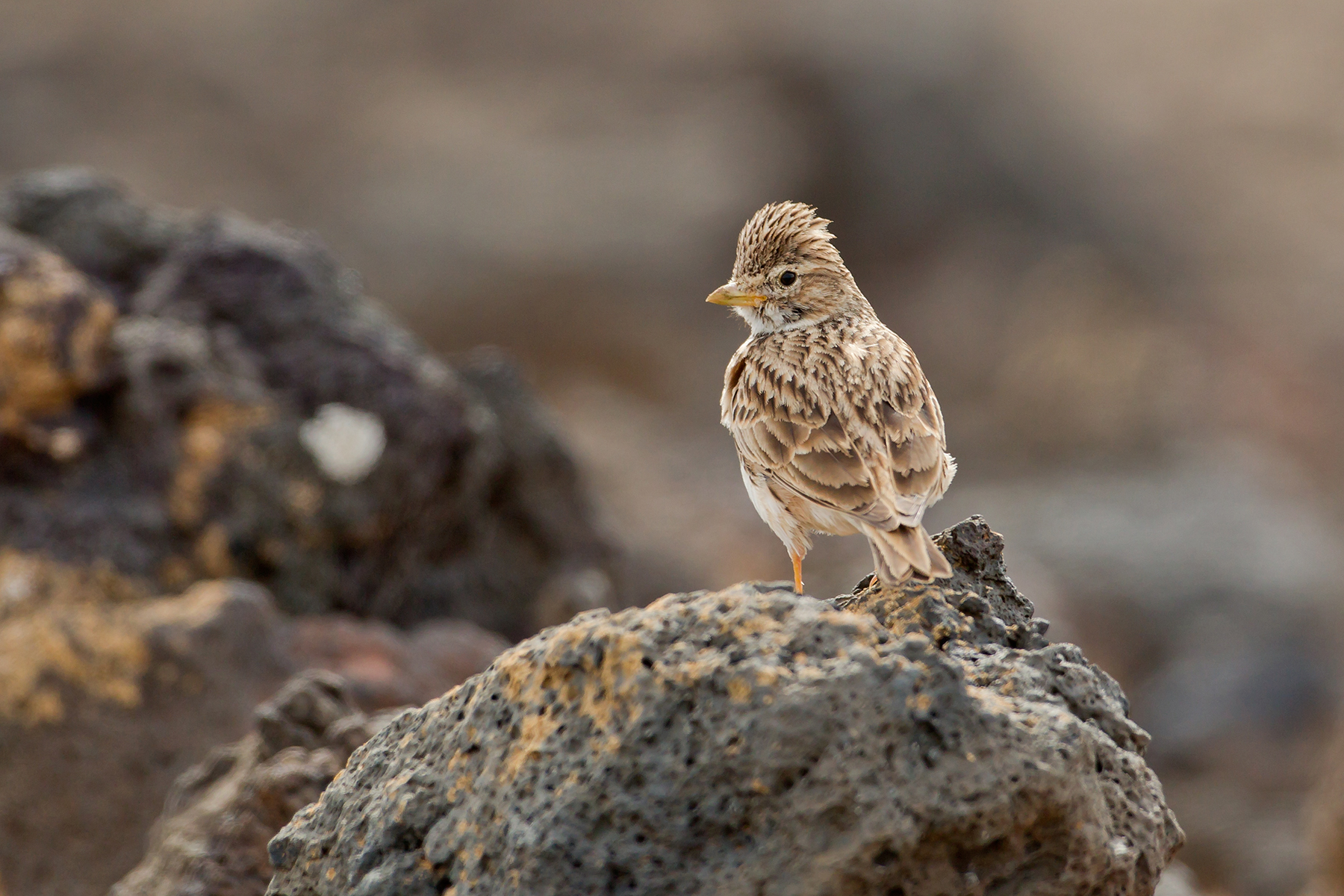 Lesser Short-toed Lark in the Canary Islands (image by Mike Watson)