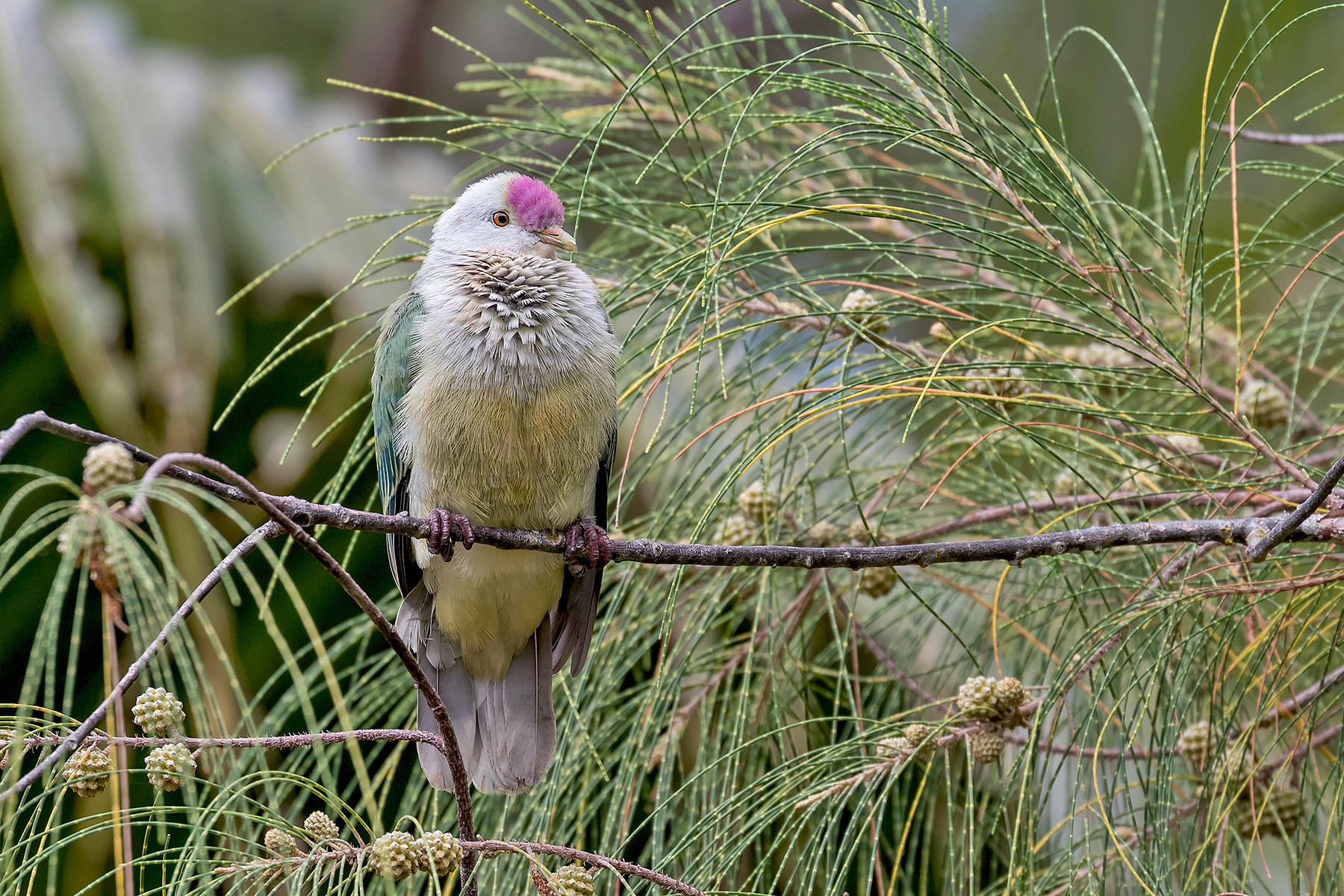 Lilac-crowned Fruit Dove in the Cook Islands (image by Pete Morris)