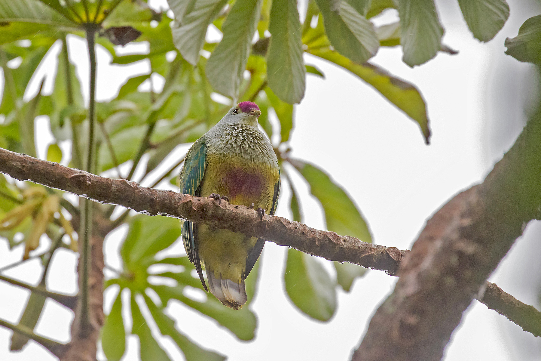 Lilac-crowned Fruit Dove in the Cook Islands (image by Pete Morris)