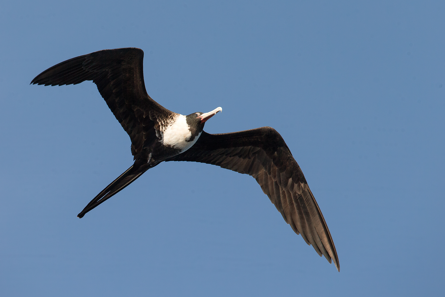 Magnificent Frigatebird in Mexico (image by Mike Watson)