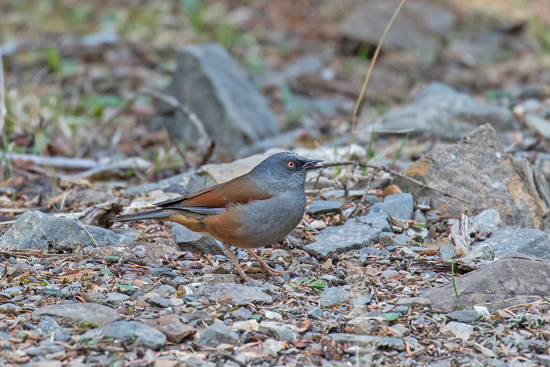 Maroon-backed Accentori (image by Pete Morris)