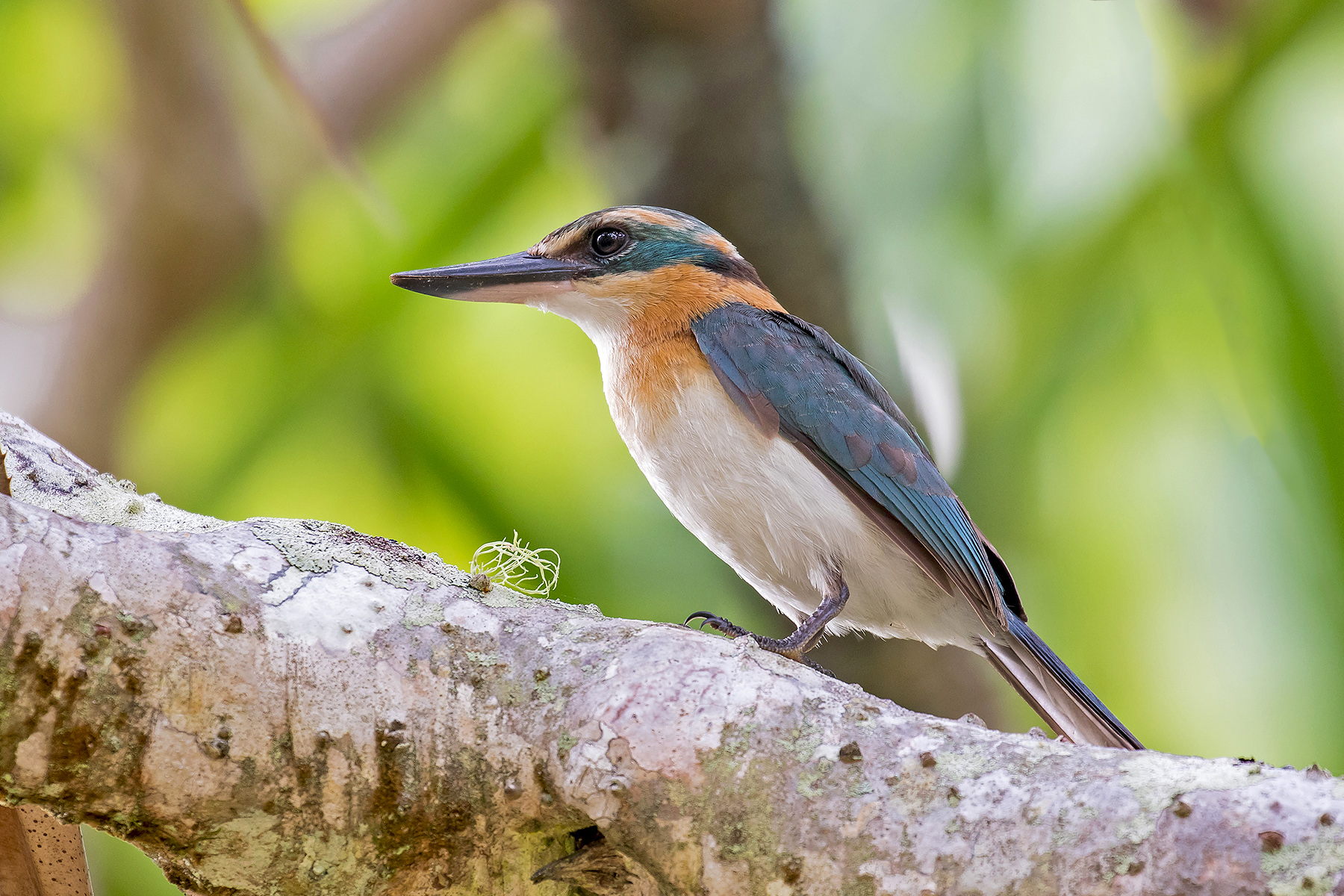 Mewing Kingfisher in the Cook Islands (image by Pete Morris)