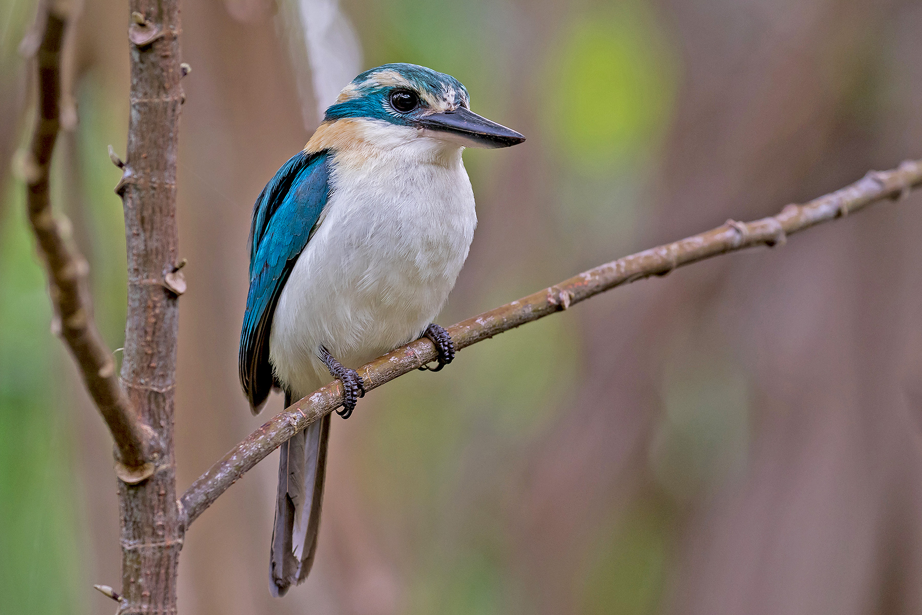 Mewing Kingfisher in the Cook Islands (image by Pete Morris)