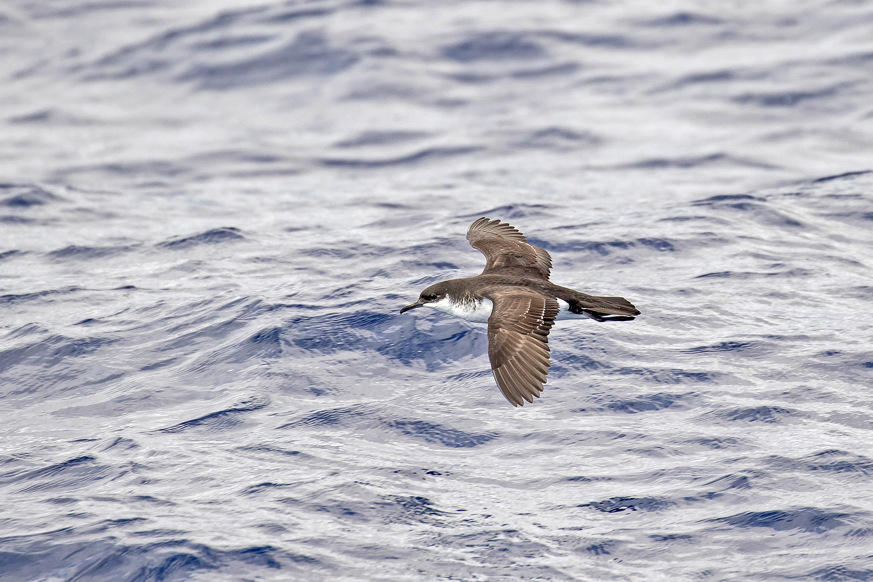 Newell's Shearwater on our Hawaii birding tour (image by Pete Morris)