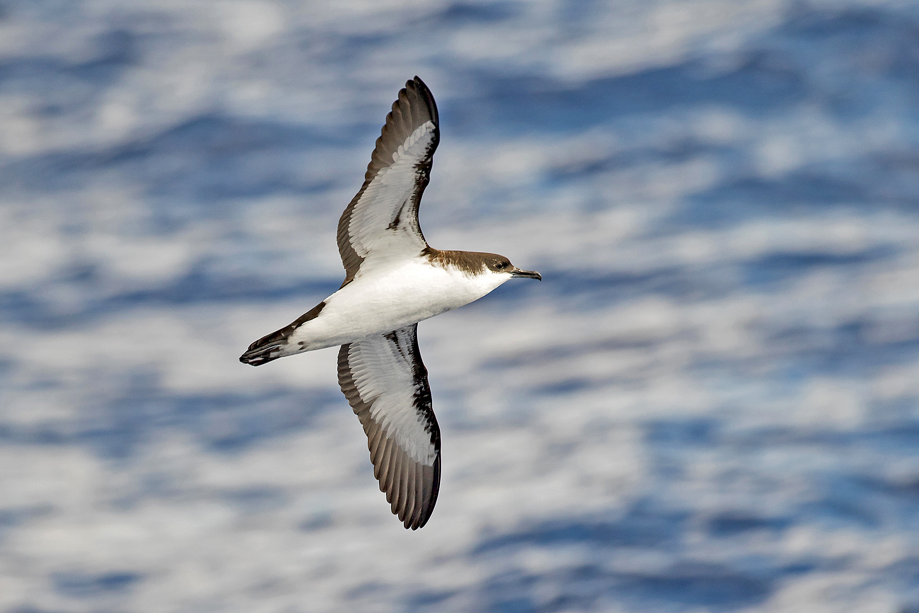 Newell's Shearwater on our Hawaii birding tour (image by Pete Morris)