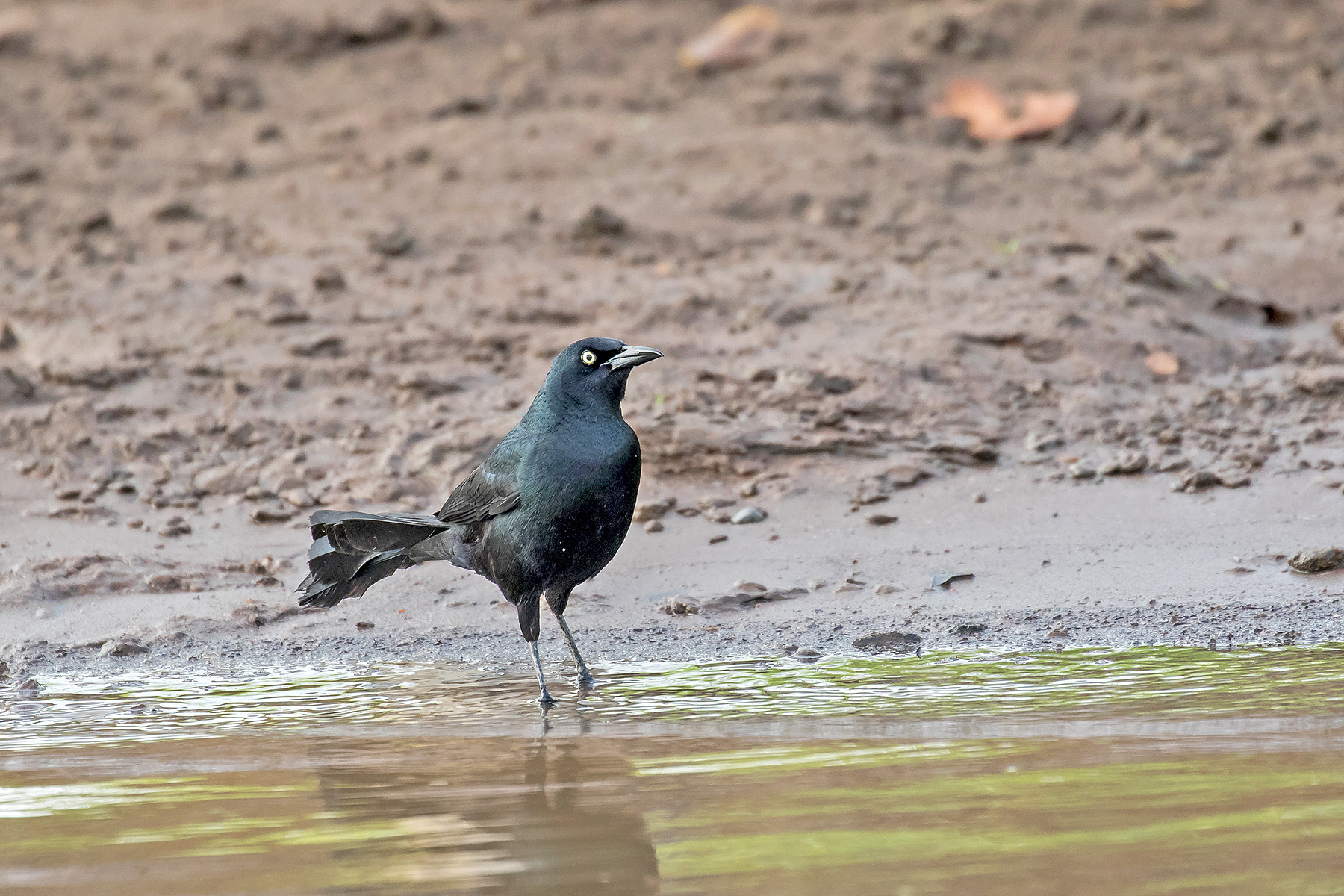 Nicaraguan Grackle on our Costa Rica birding tour (image by Pete Morris)