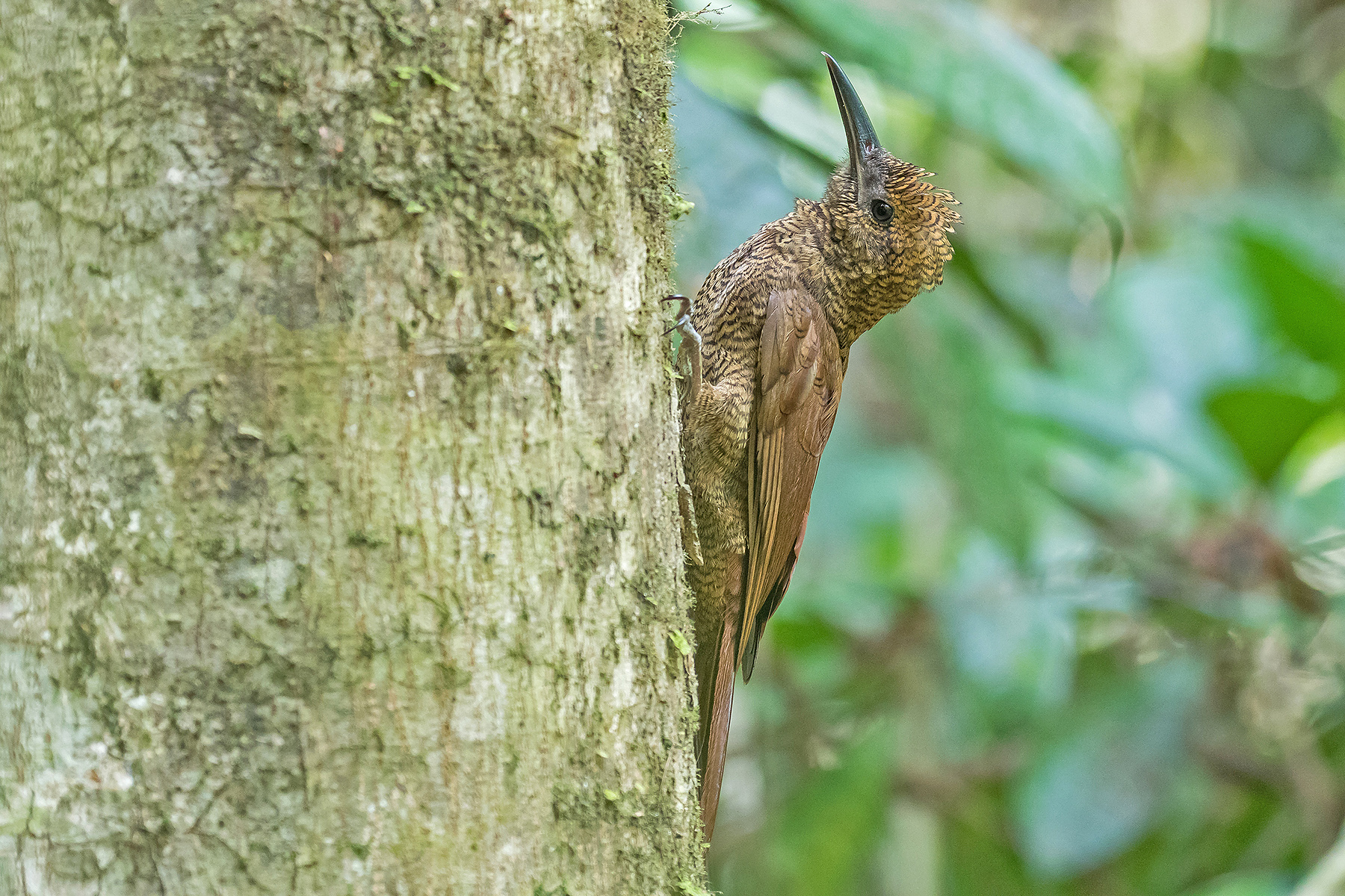 Northern Barred Woodcreeper in Costa Rica (image by Pete Morris)