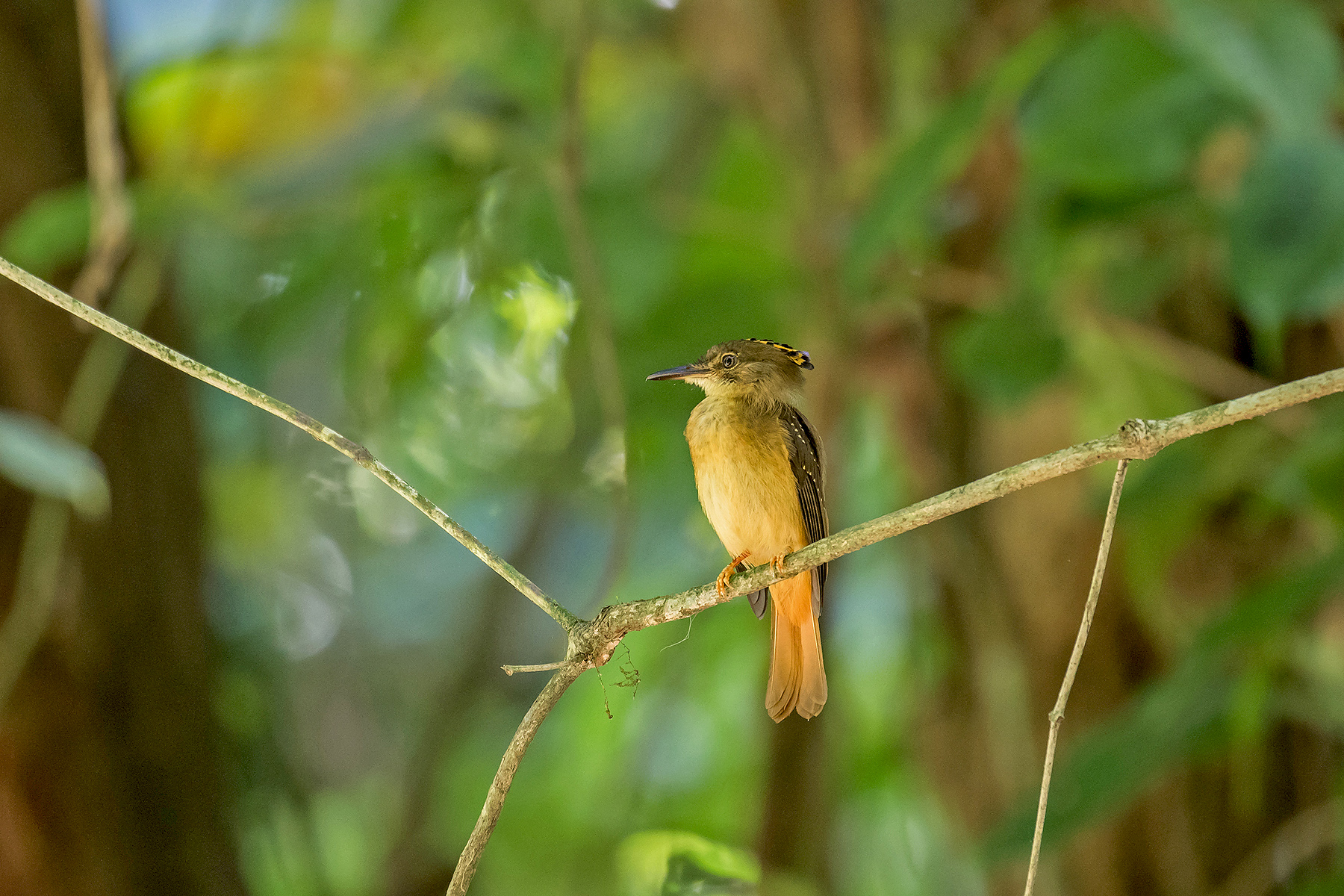 Northern Royal Flycatcher on our Costa Rica birding tour (image by Pete Morris)