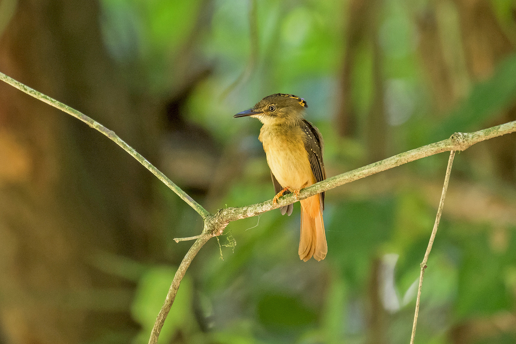 Northern Royal Flycatcher (image by Pete Morris)